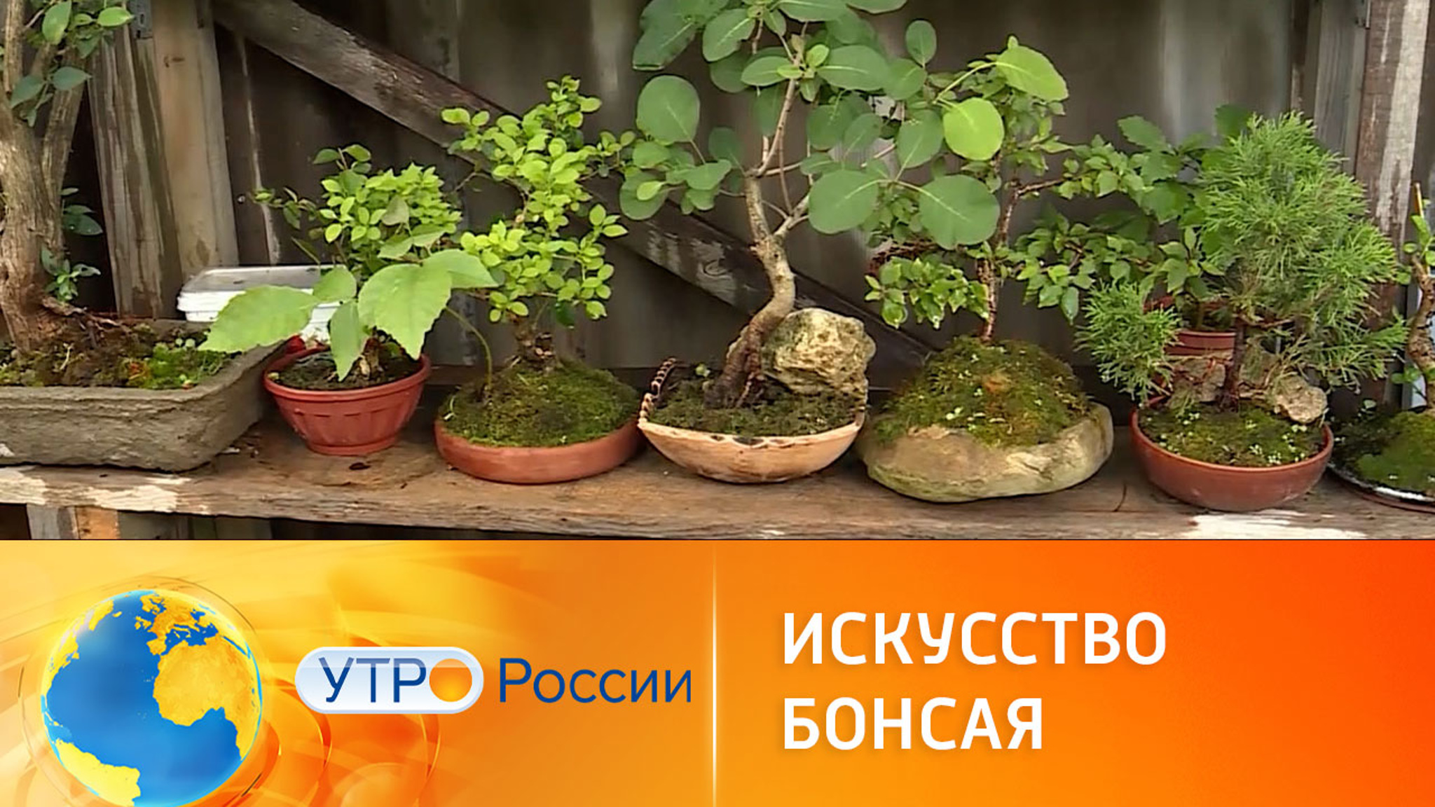 В Адыгее растет популярность искусства бонсай