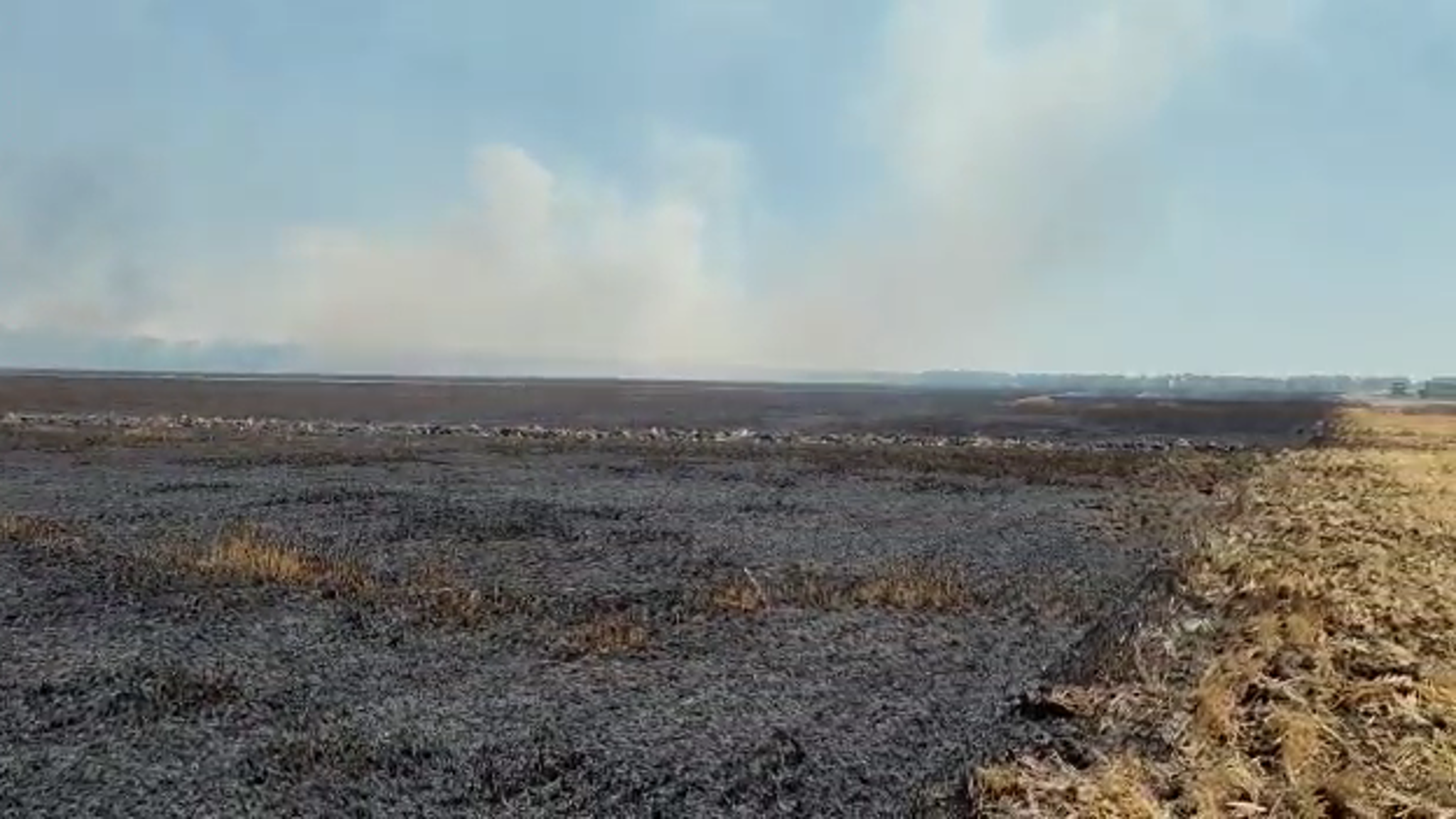 На Кубани сгорело пшеничное поле, прокуратура проводит проверку