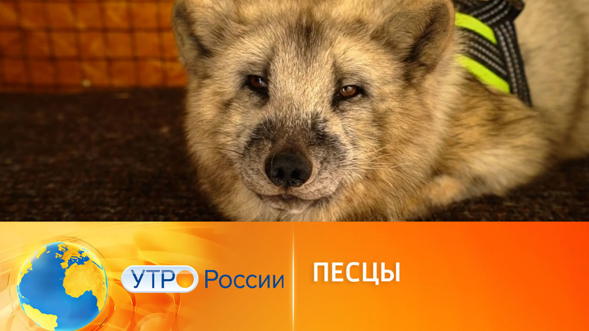 Как живут песцы в домашних условиях