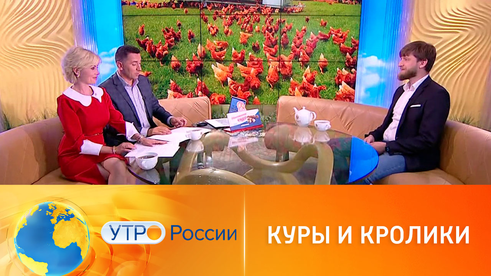 Разведение кроликов и кур: можно или нет