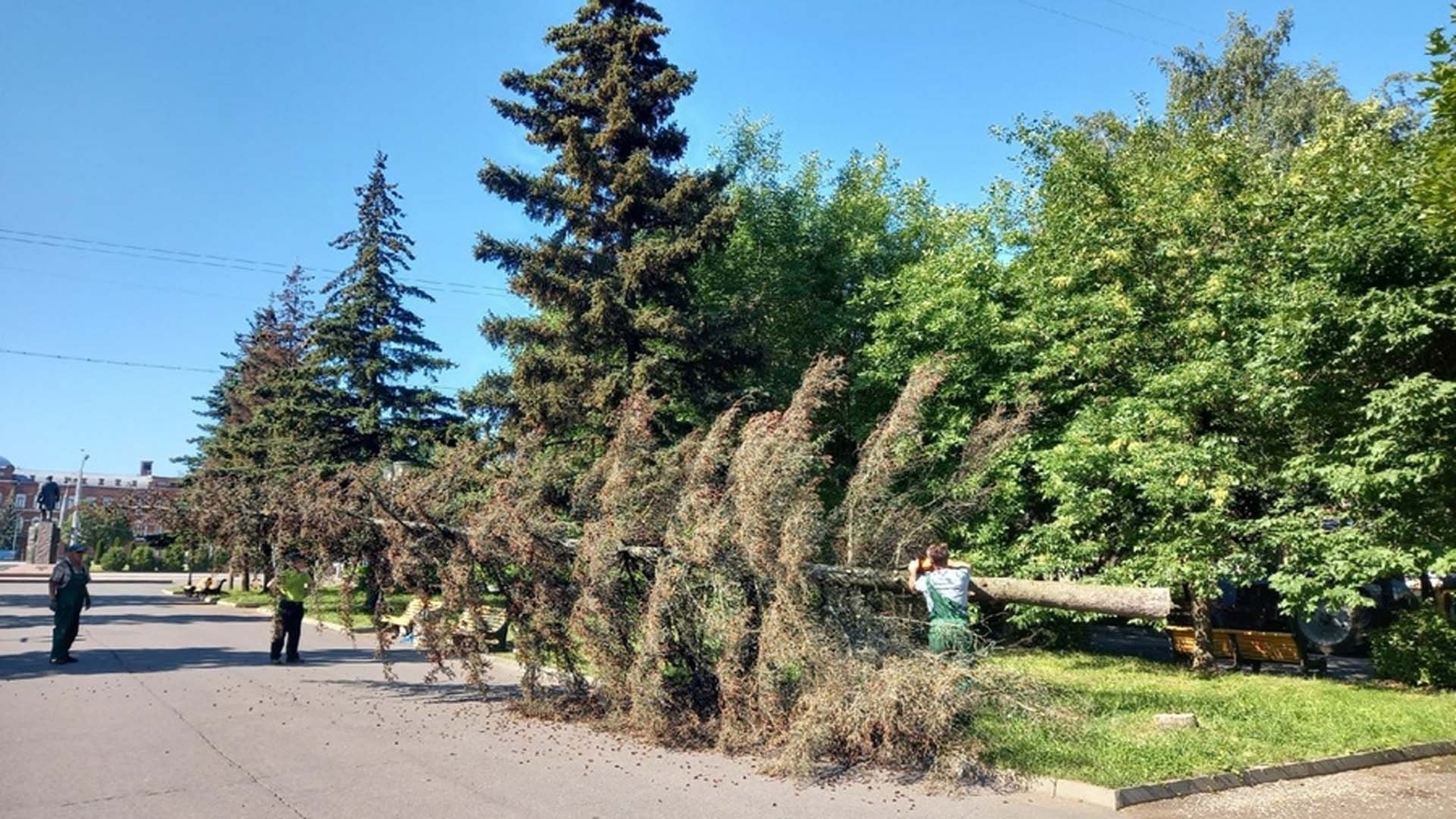 В Рыбинске в Аллее Славы спилили аварийные деревья