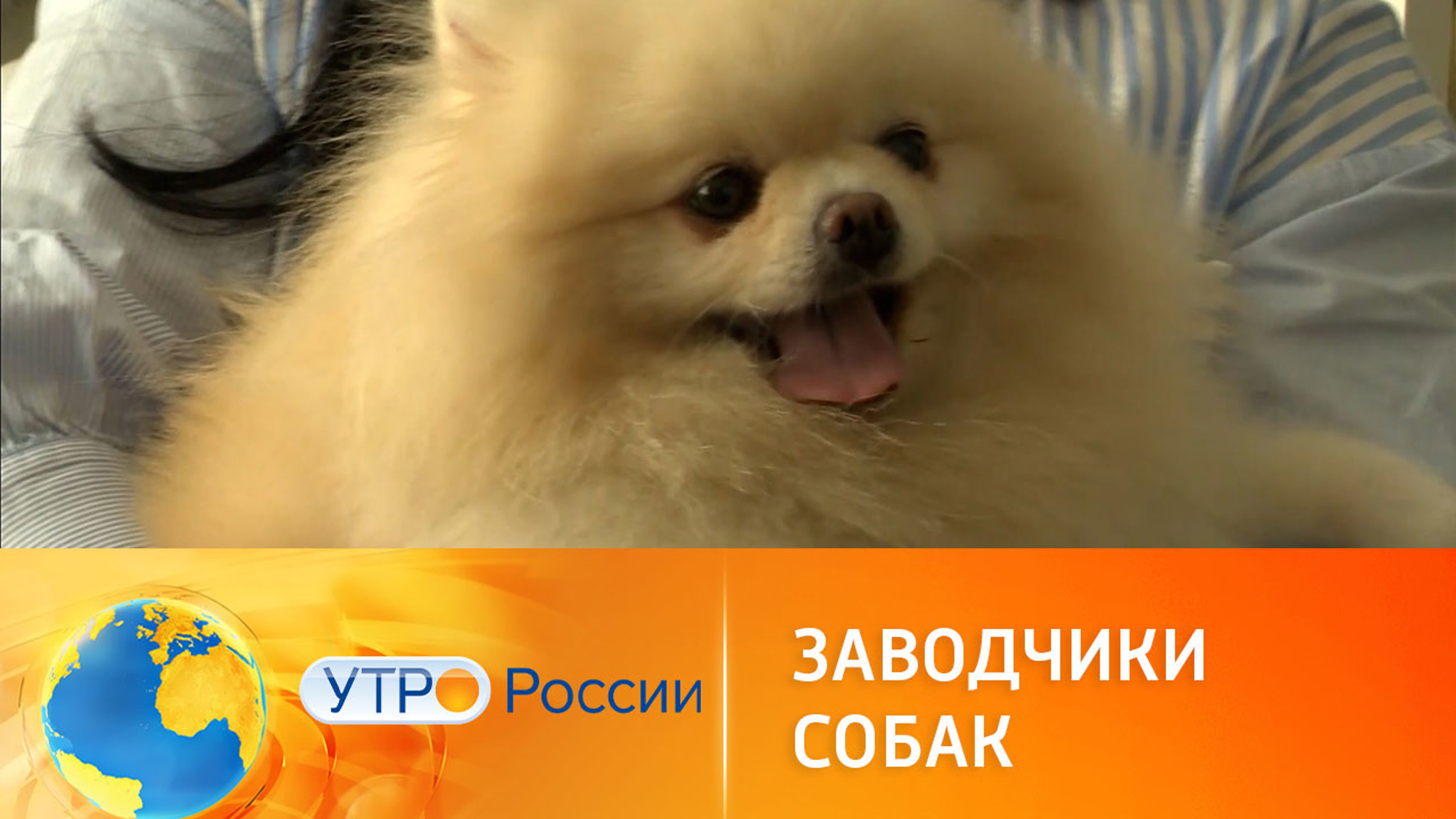 Заводчиков животных собираются взять под контроль