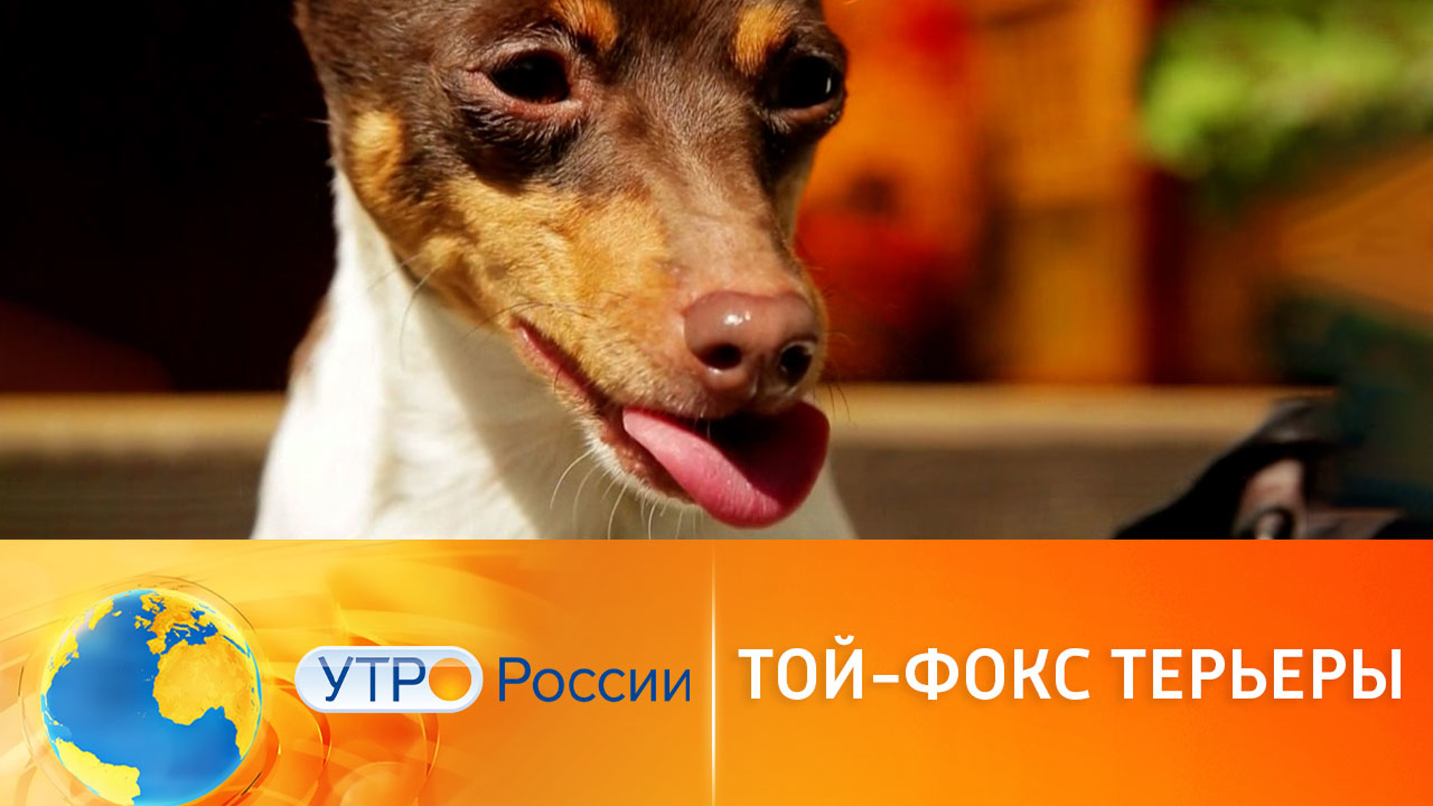 Той-фокс терьеры: особенности породы