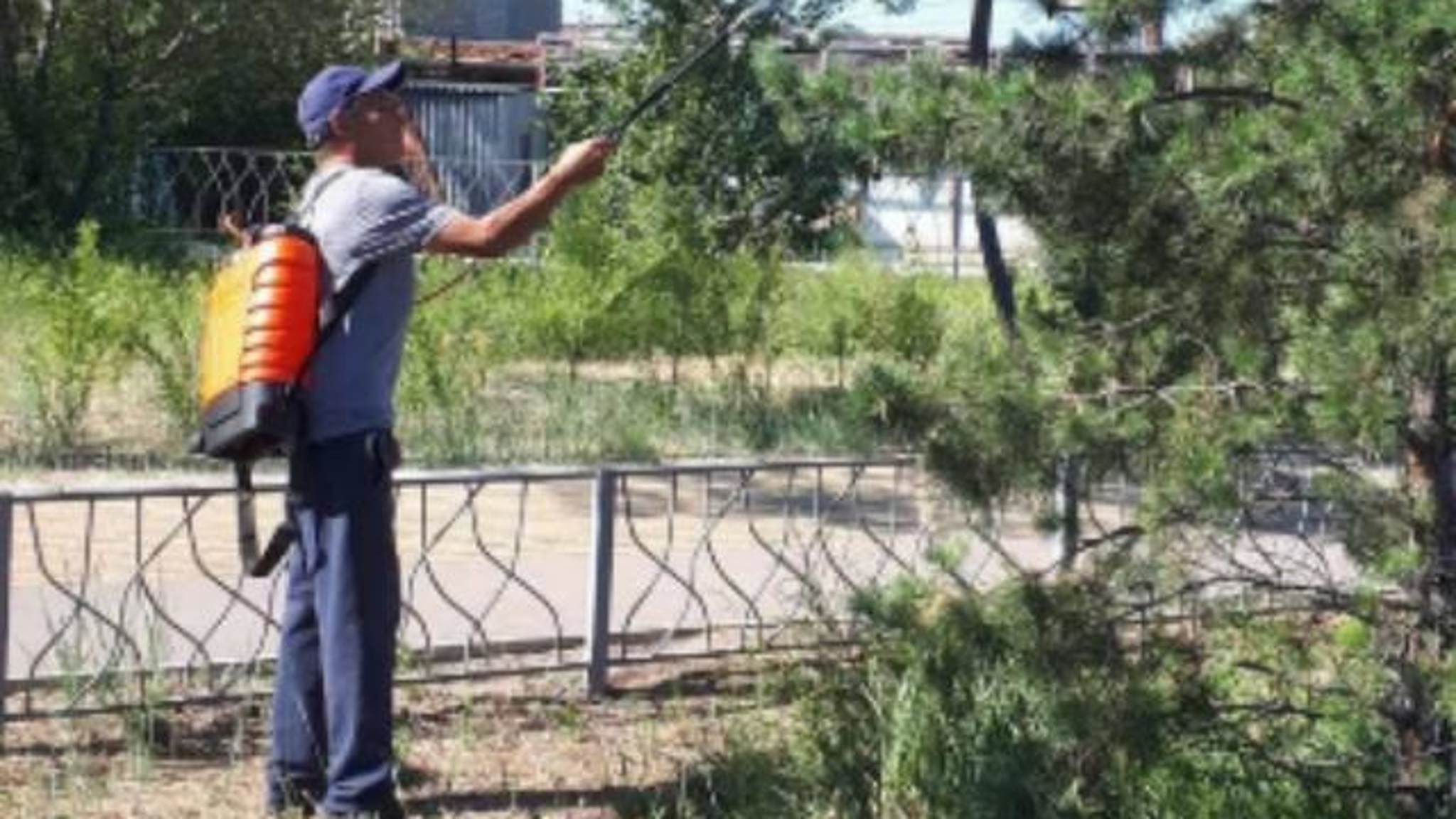 В Улан-Удэ остановили нашествие вредителей на деревья и кустарники