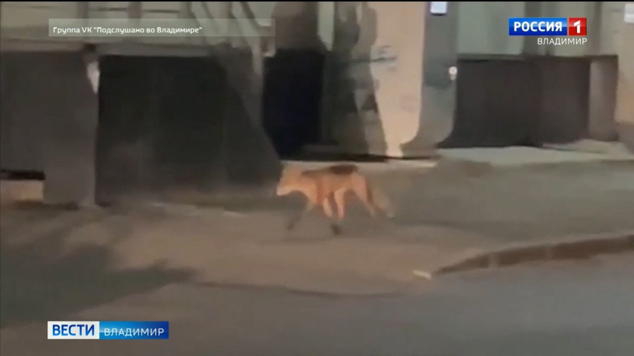 Во Владимире лиса собралась за едой в супермаркет