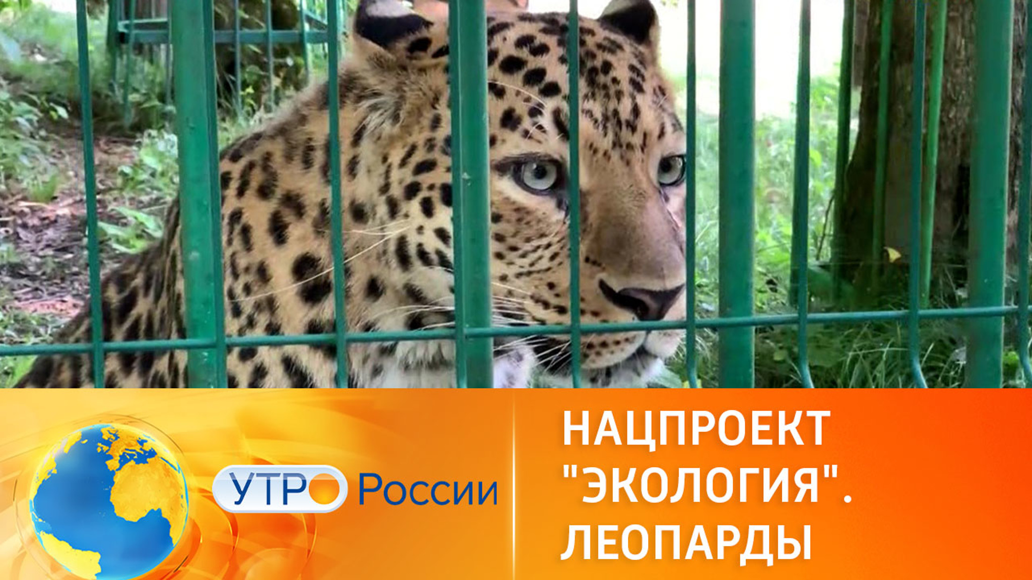 Восстановление природной популяции леопардов в России