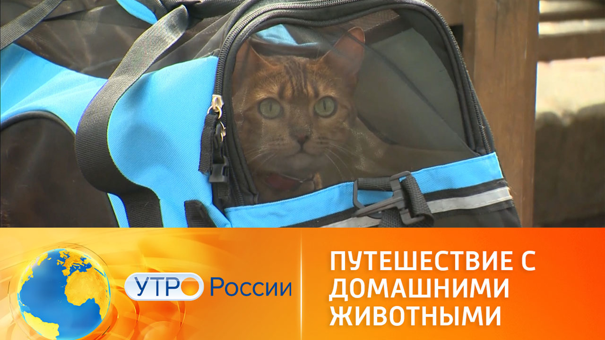 Как правильно перевозить домашних животных