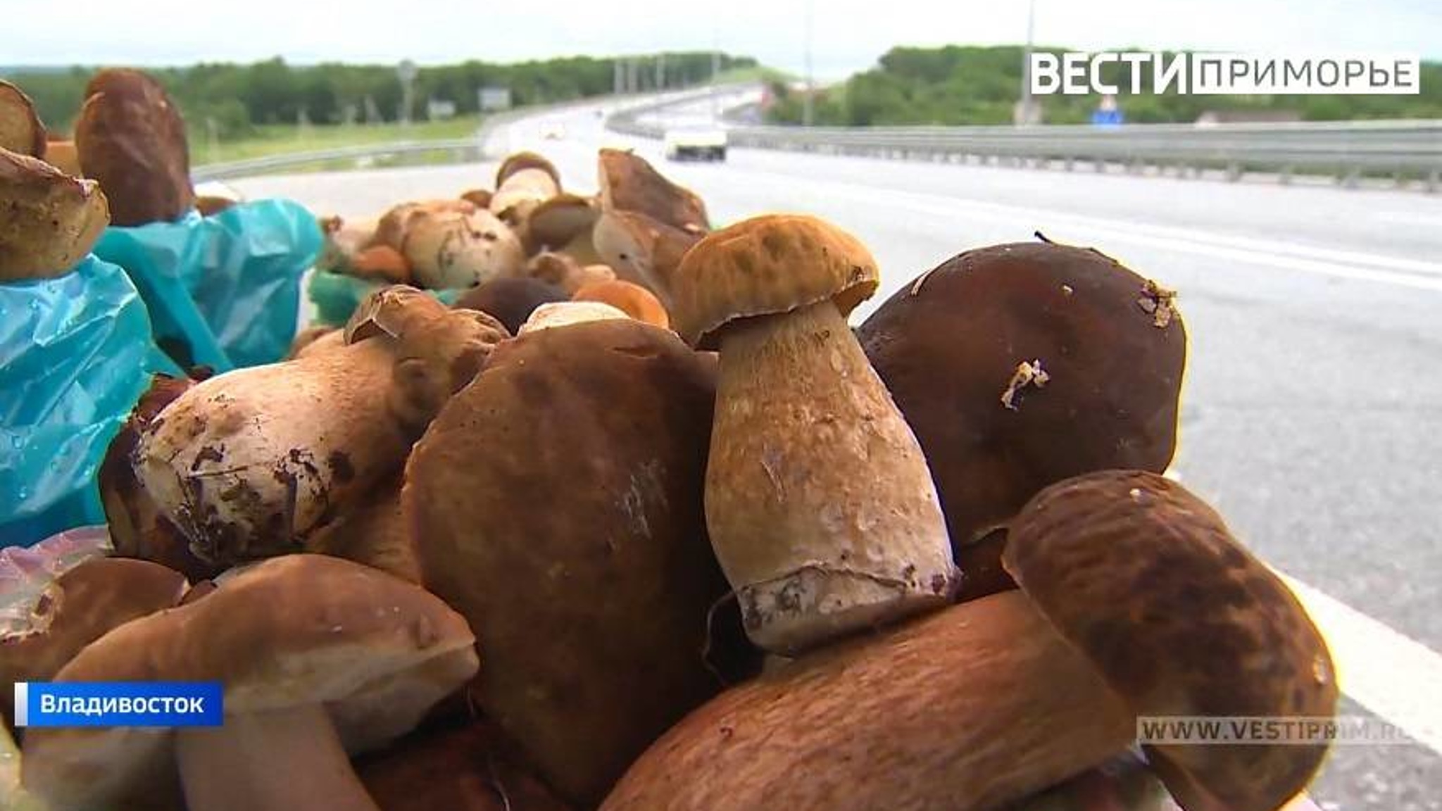Грибной бум в Приморье, но цены на лакомство из леса «кусаются»