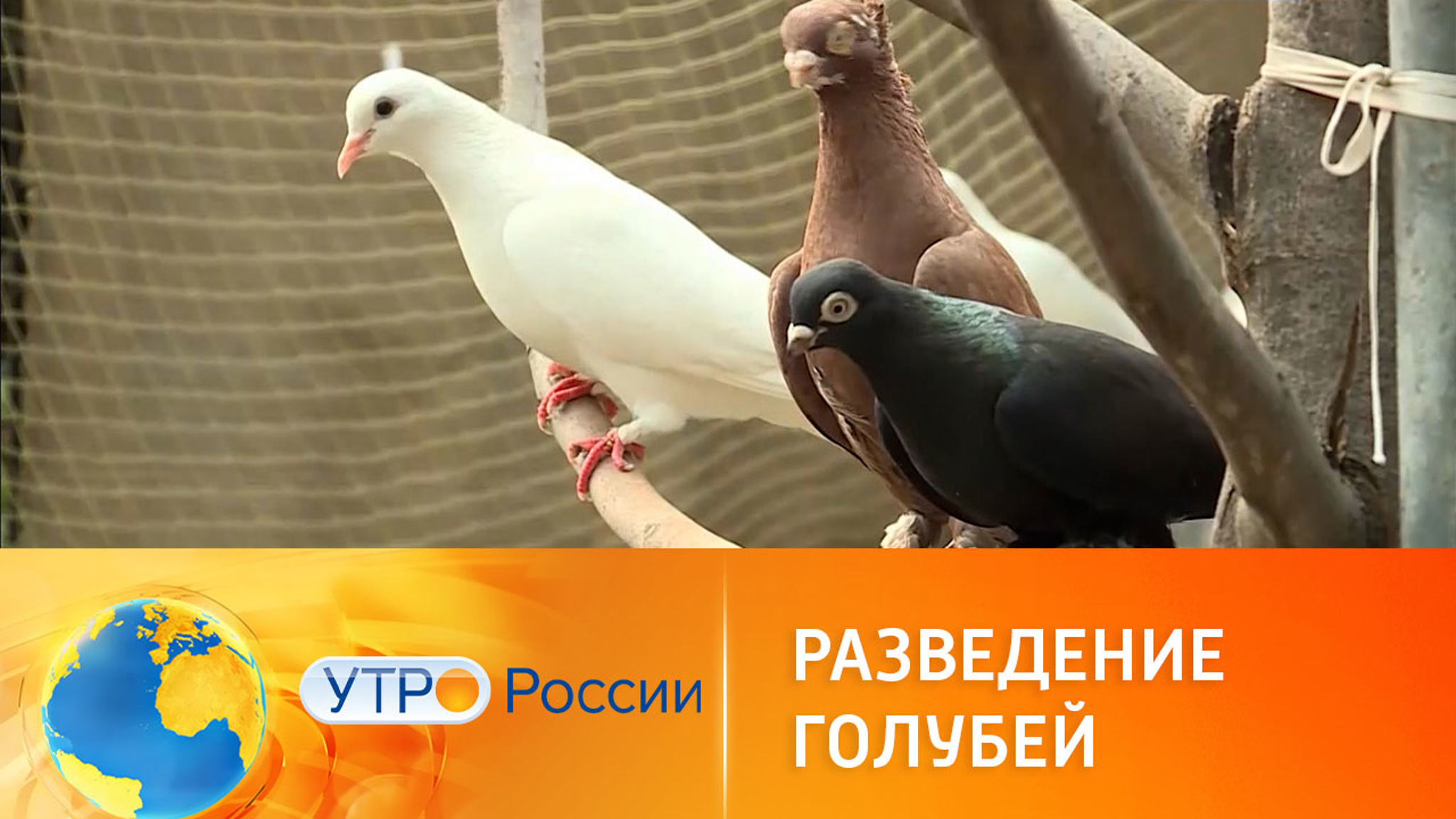 В Адыгее энтузиасты обеспокоились судьбой голубей