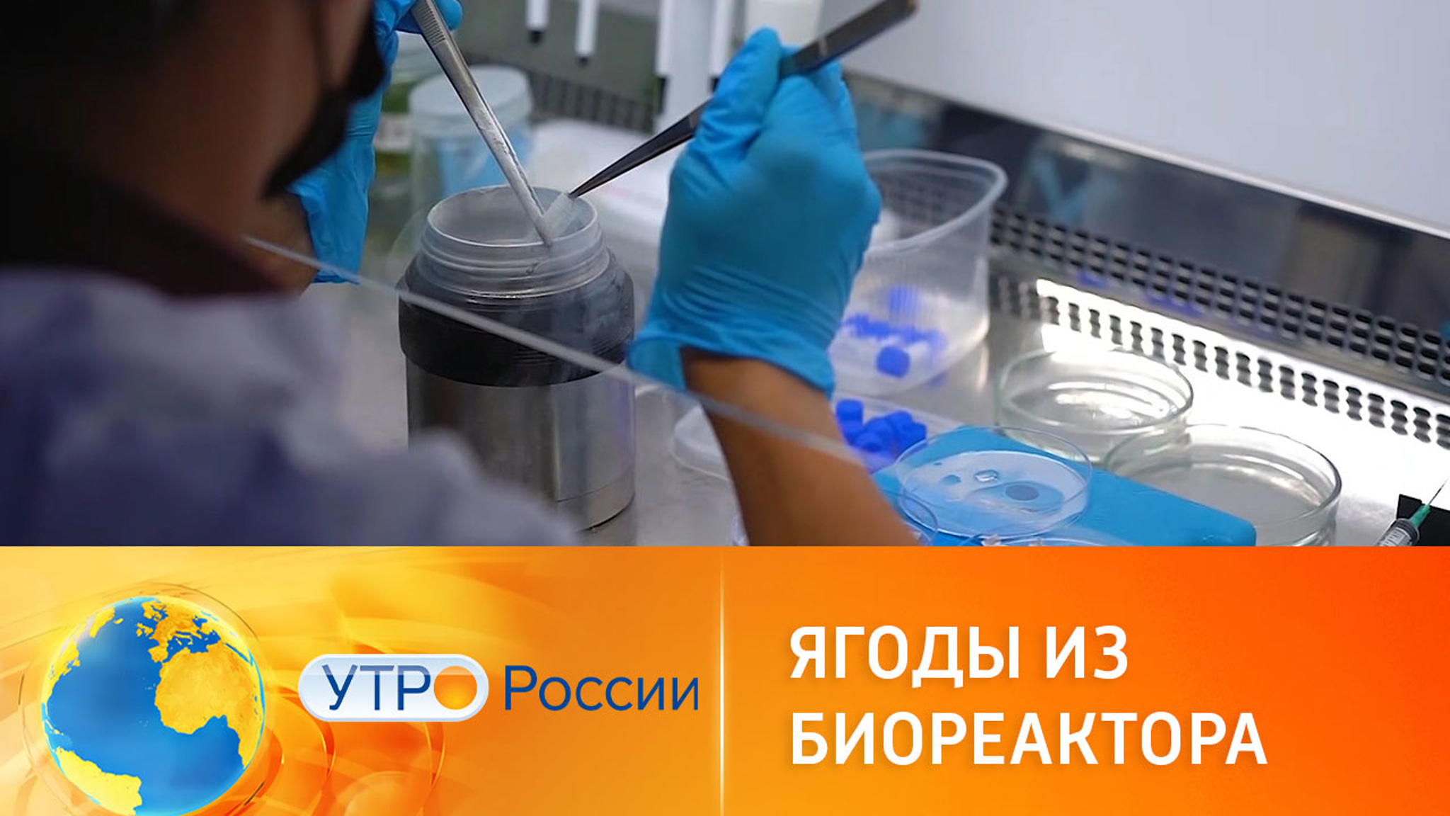 В России нашли способ выращивать ягоды из биореактора