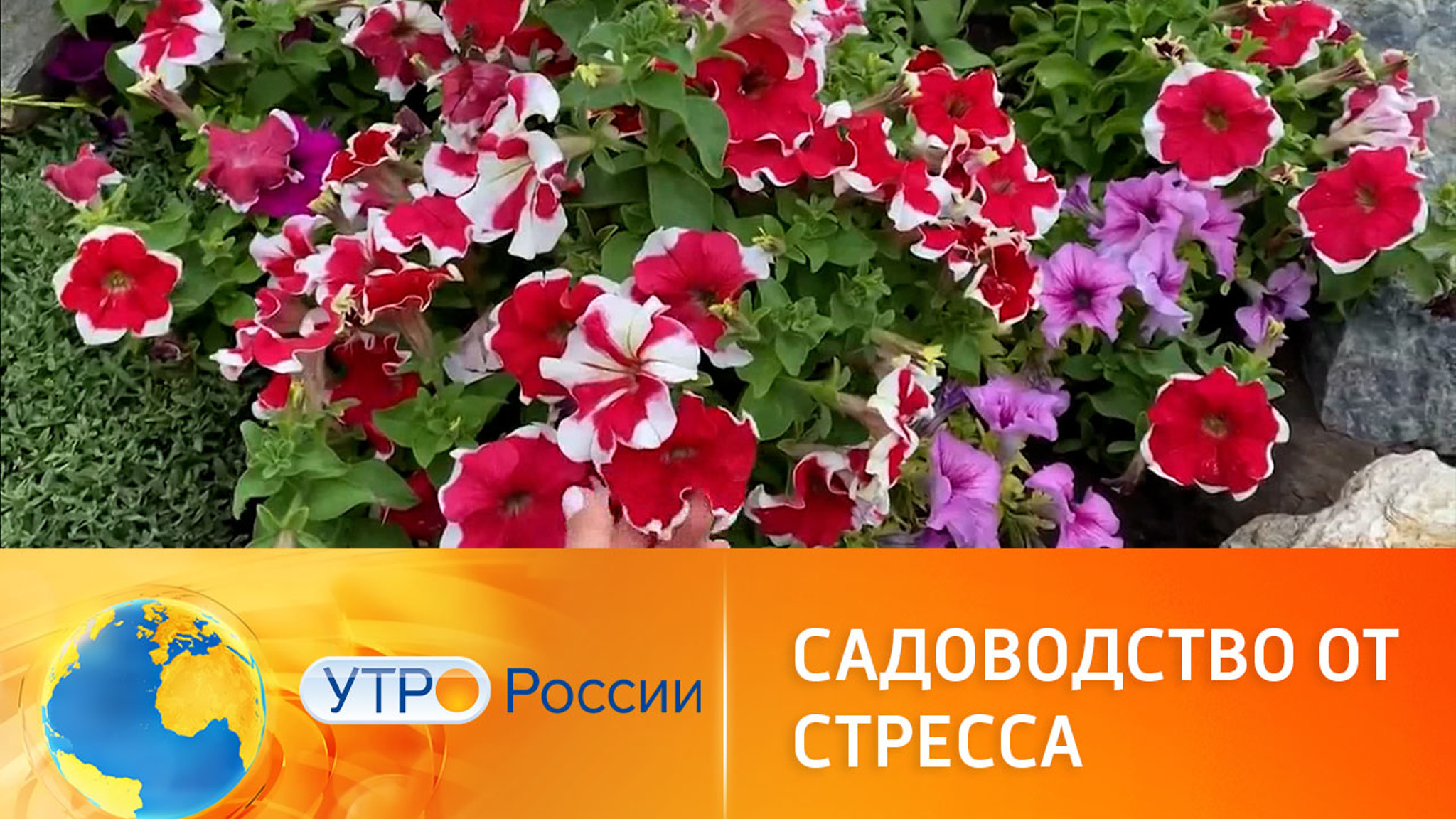 Как садоводство спасает от стресса