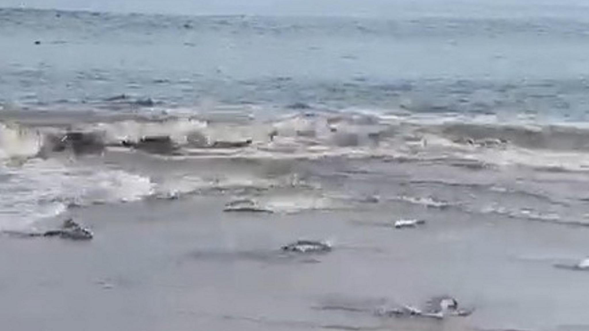 Люди голыми руками ловят горбушу на Сахалине