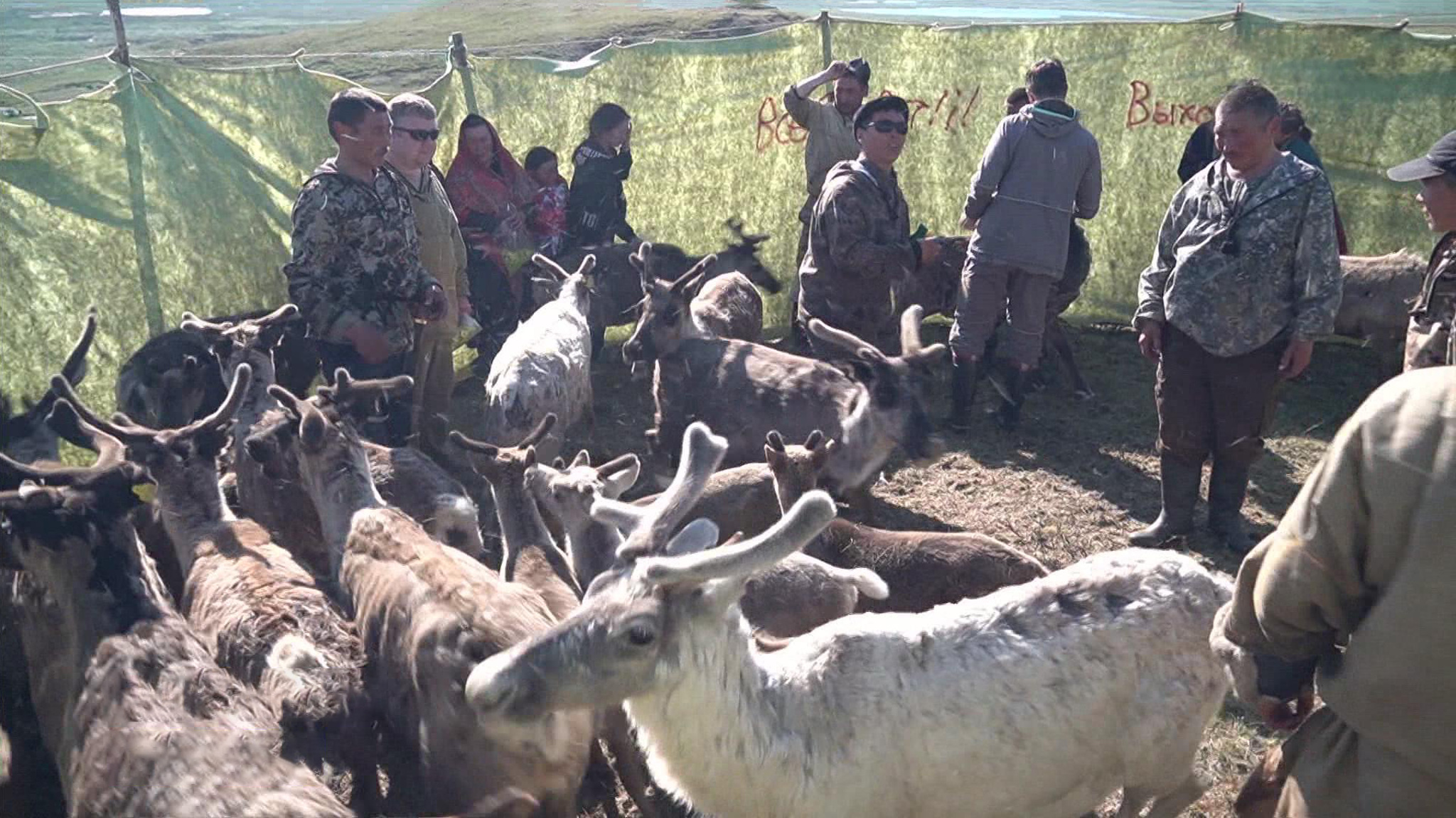 На Ямале вакцинируют и чипируют оленей