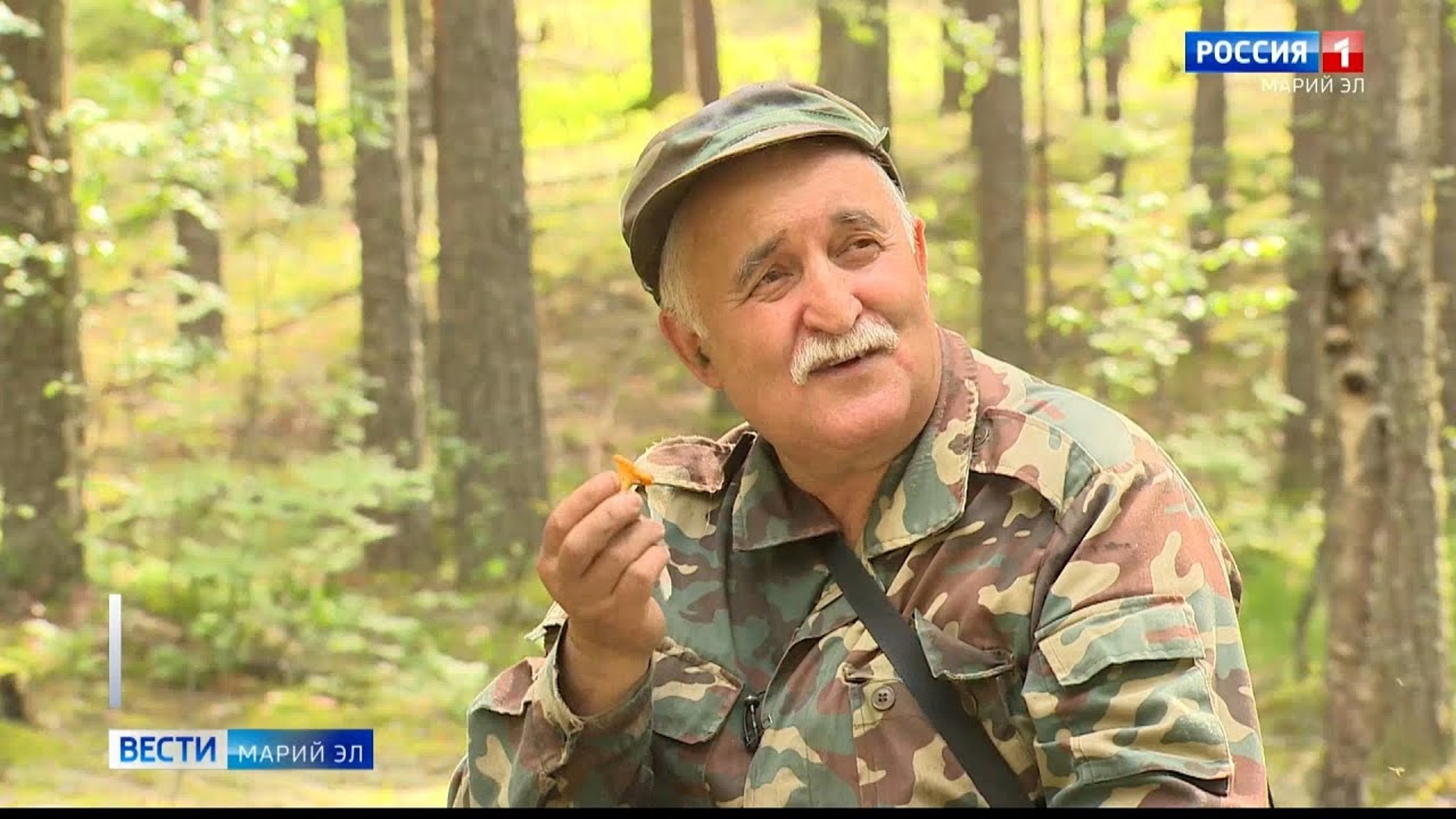 Более 200 видов грибов растет в Марий Эл