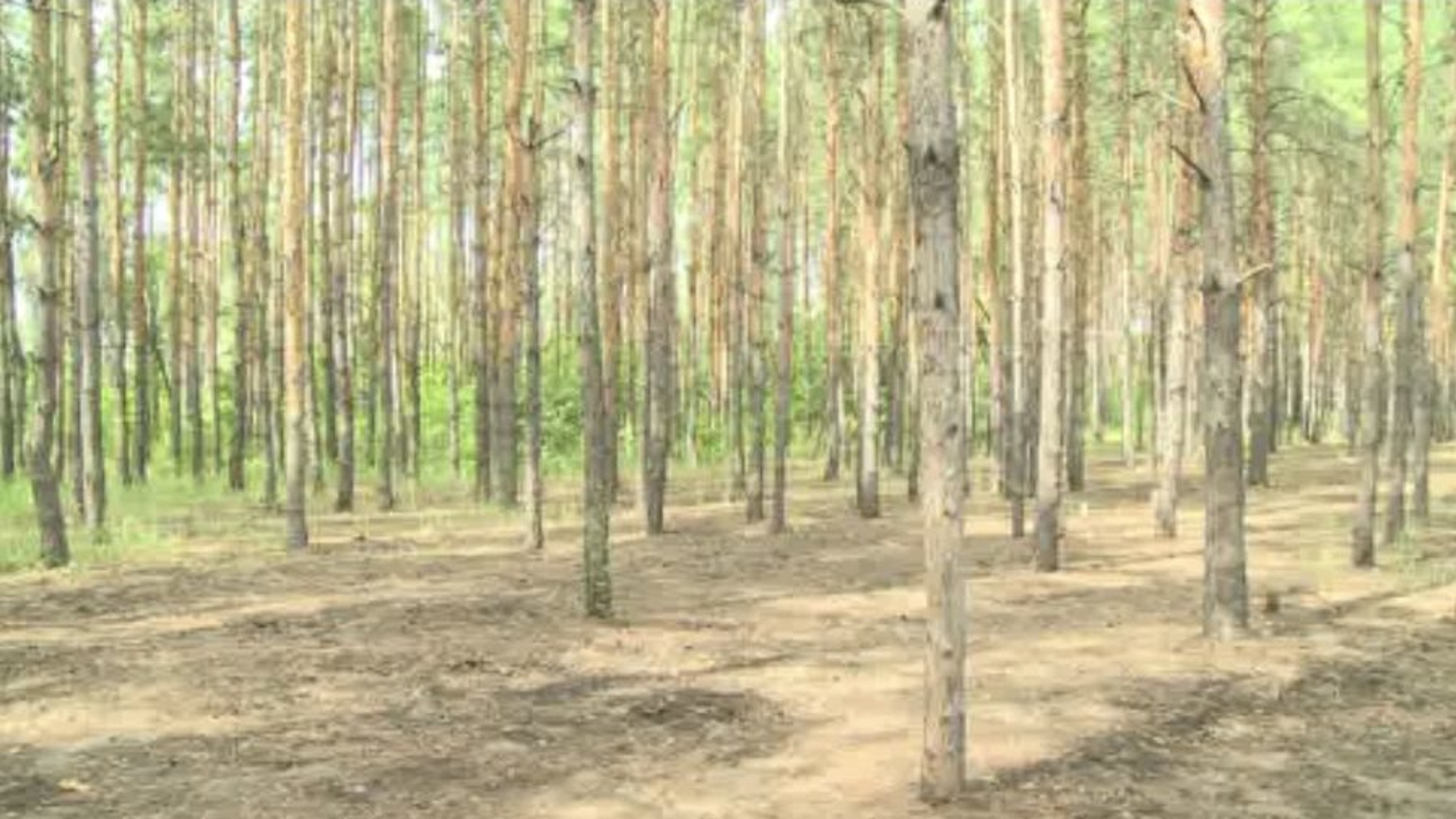 Территория Балаковского лесопитомника возрождается для посадок