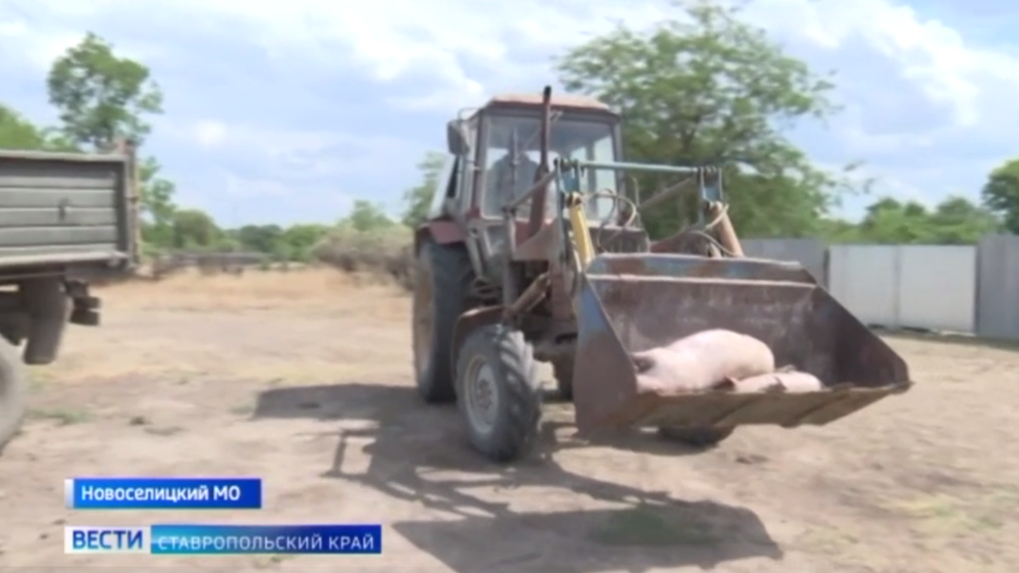 В двух округах Ставрополья уничтожают поголовье парнокопытных