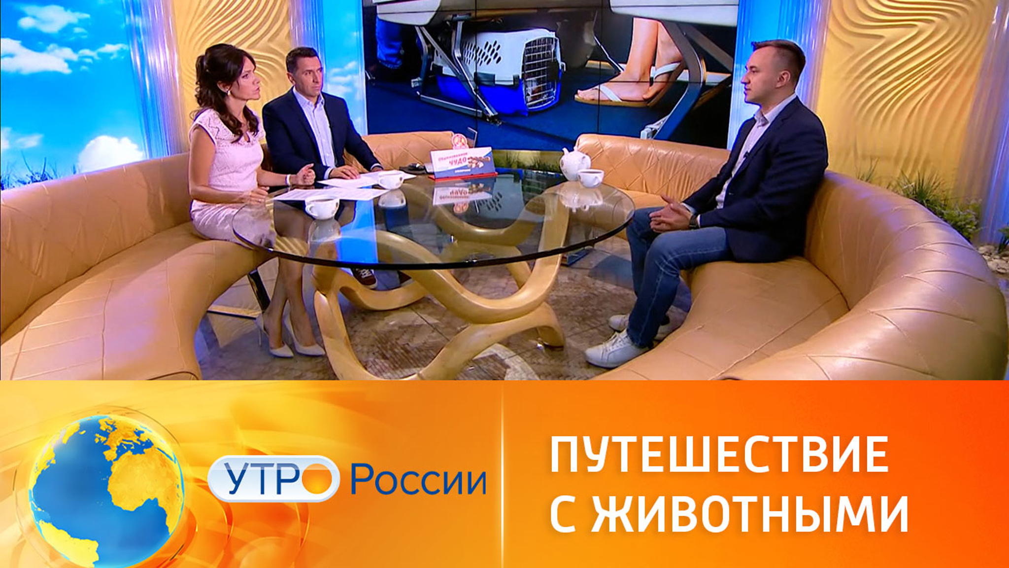 Как путешествовать с домашними животными
