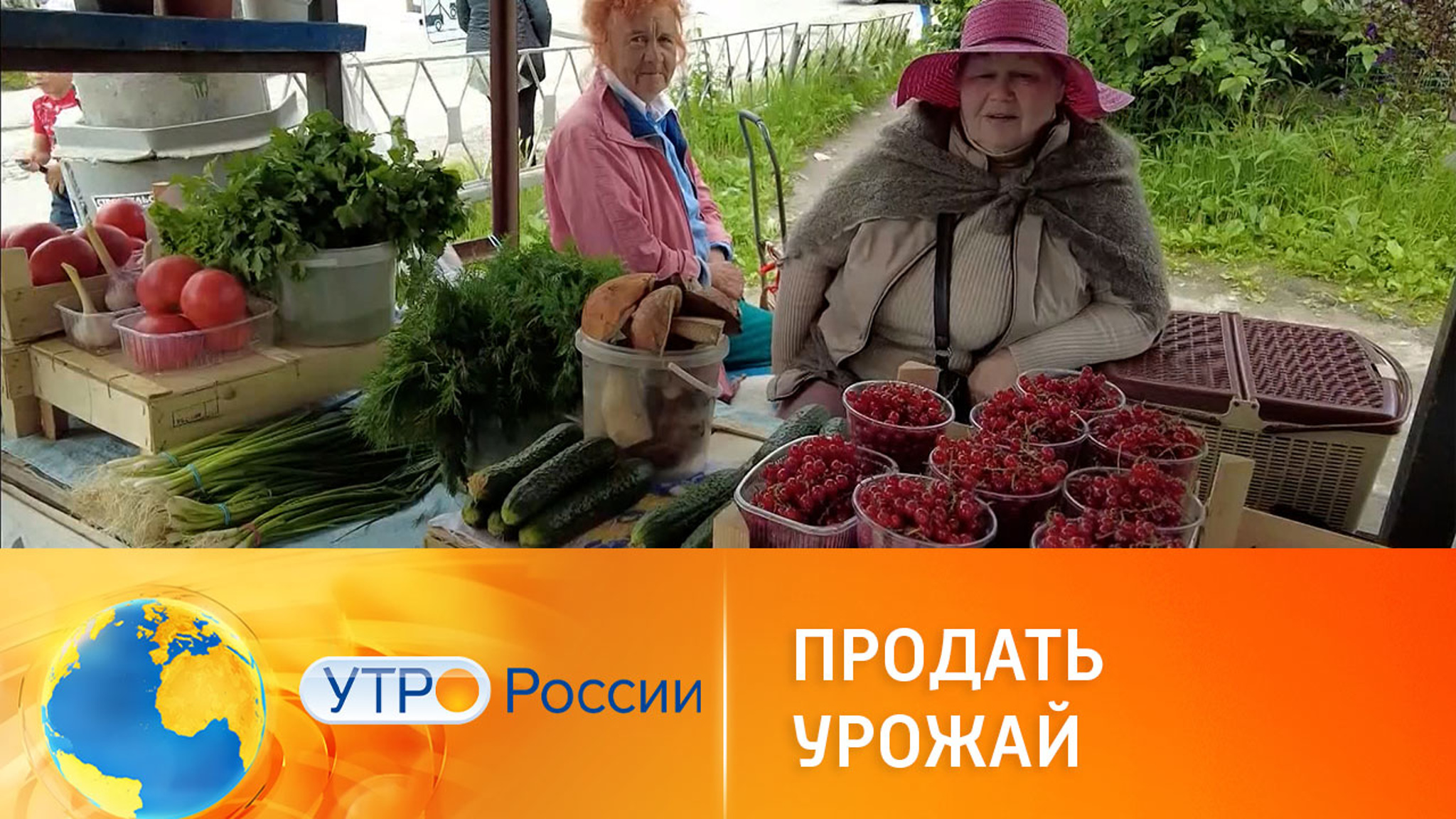 Самозанятым дачникам хотят разрешить продавать урожай сетевым магазинам