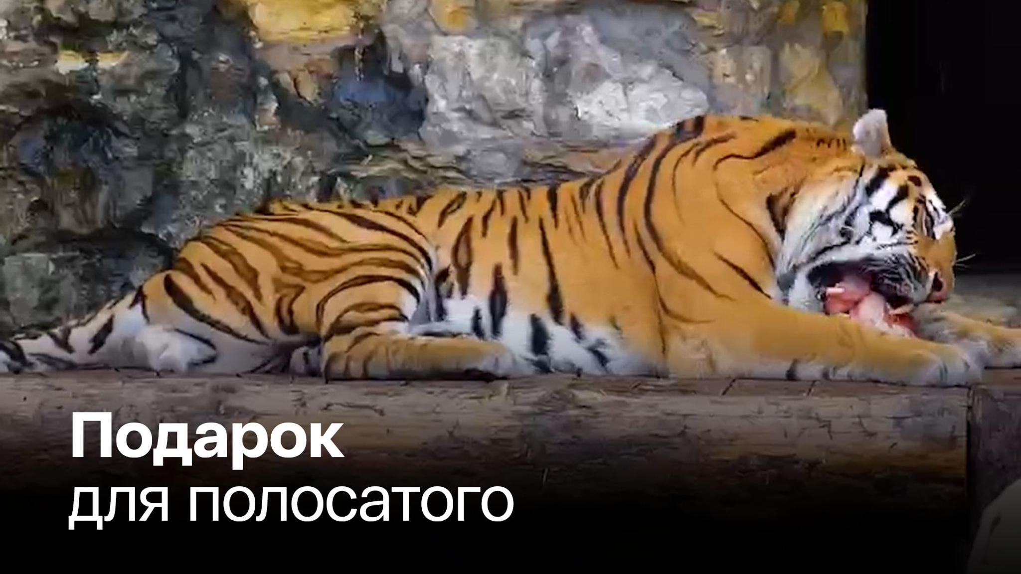 У тигра Степана сегодня пир на весь мир