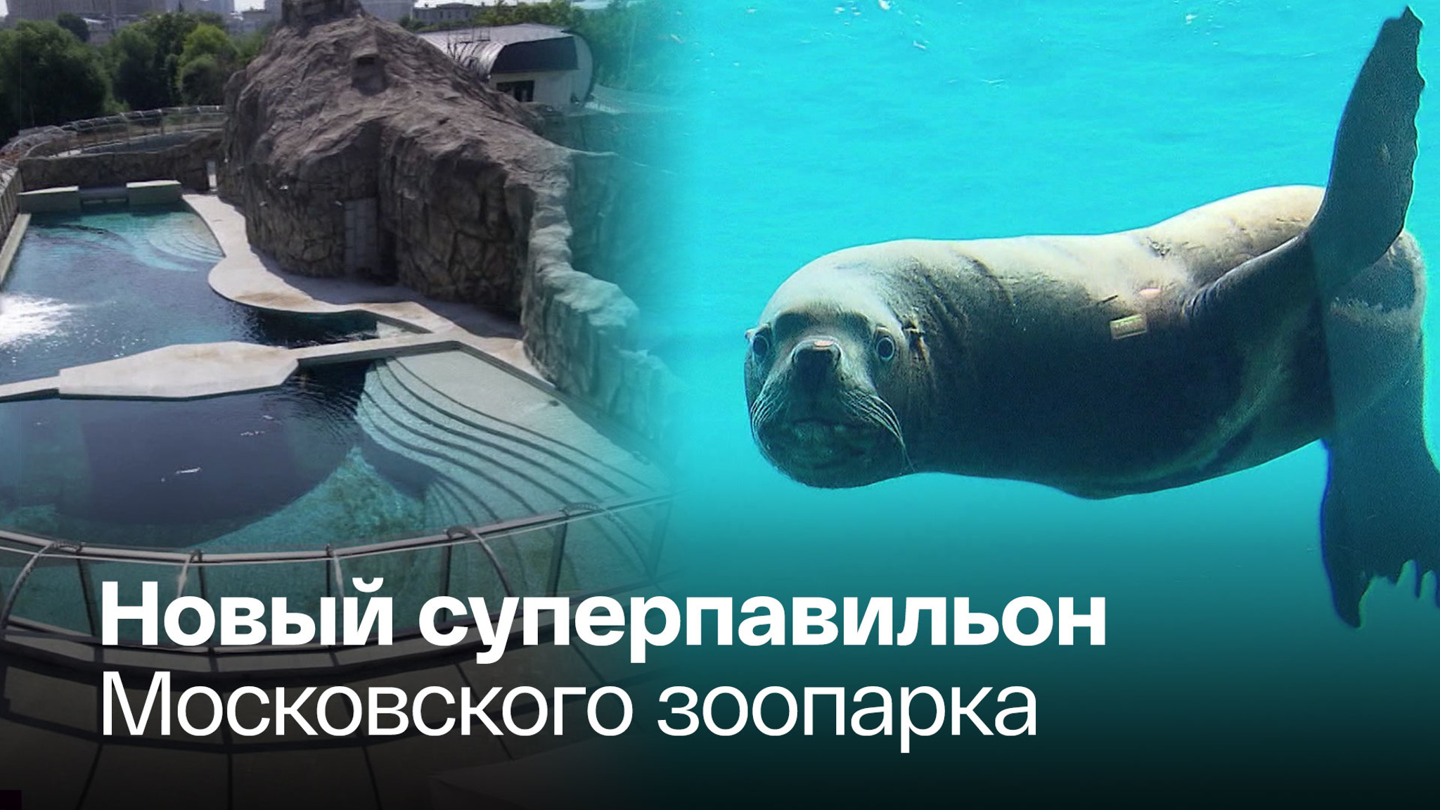 Морские котики и тюлени отмечают новоселье