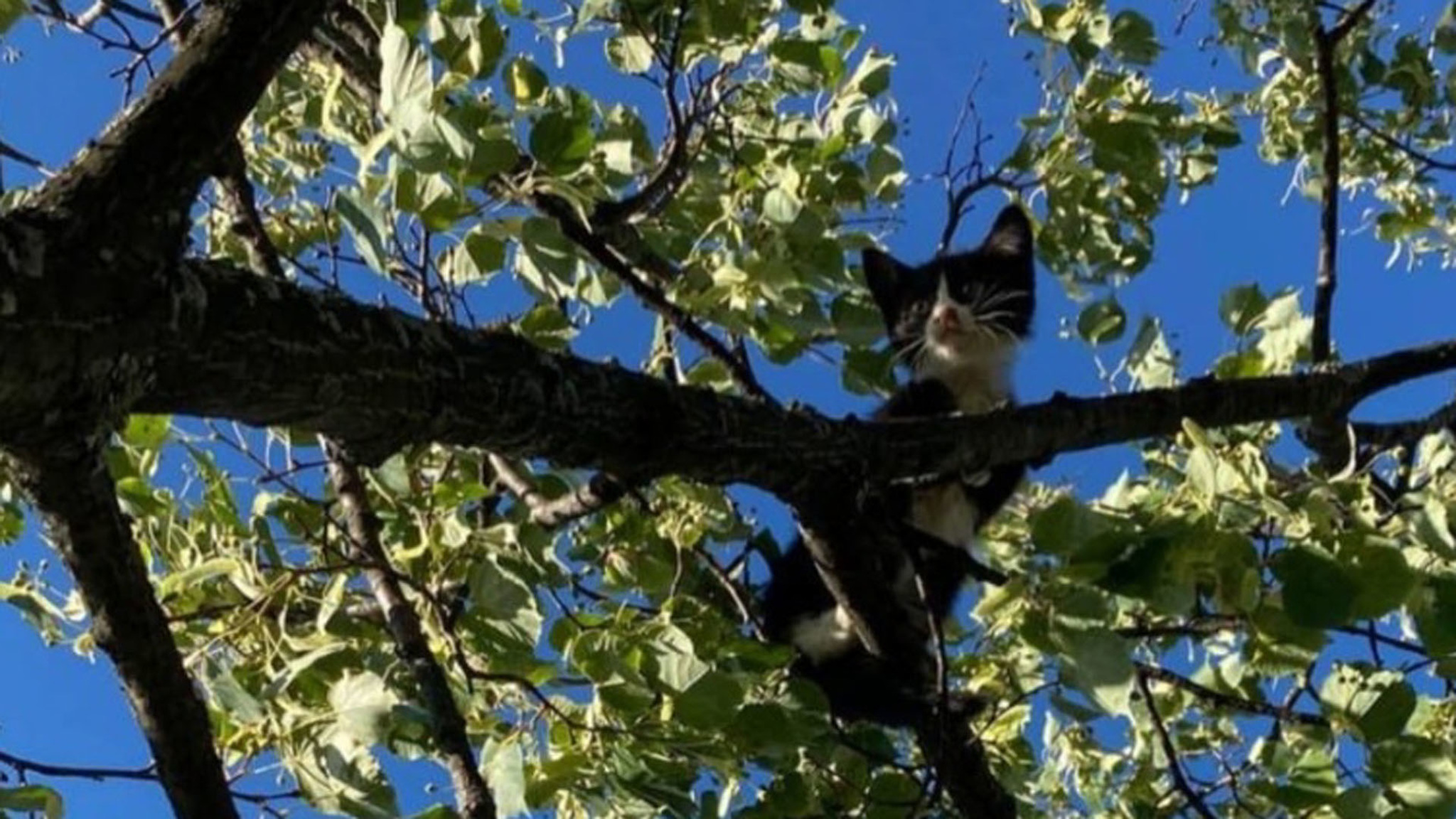 В Ярославле спасли котенка, который забрался на высокое дерево
