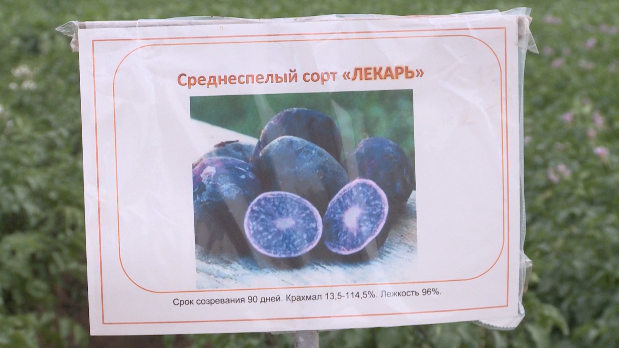 Волгоградские ученые вывели полезный сорт картофеля