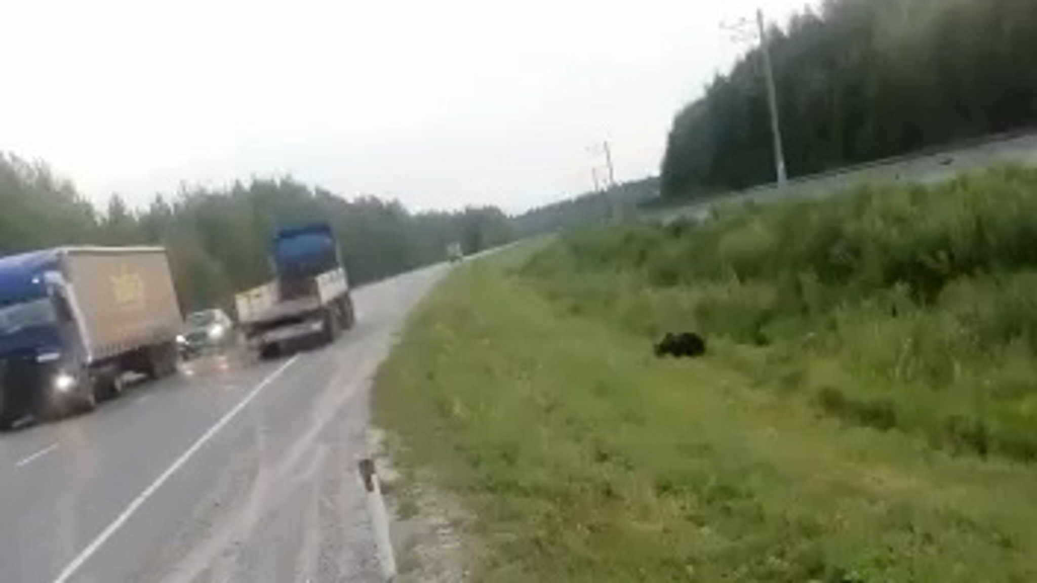 Очевидец снял момент жестокого убийства медвежонка на трассе в Югре
