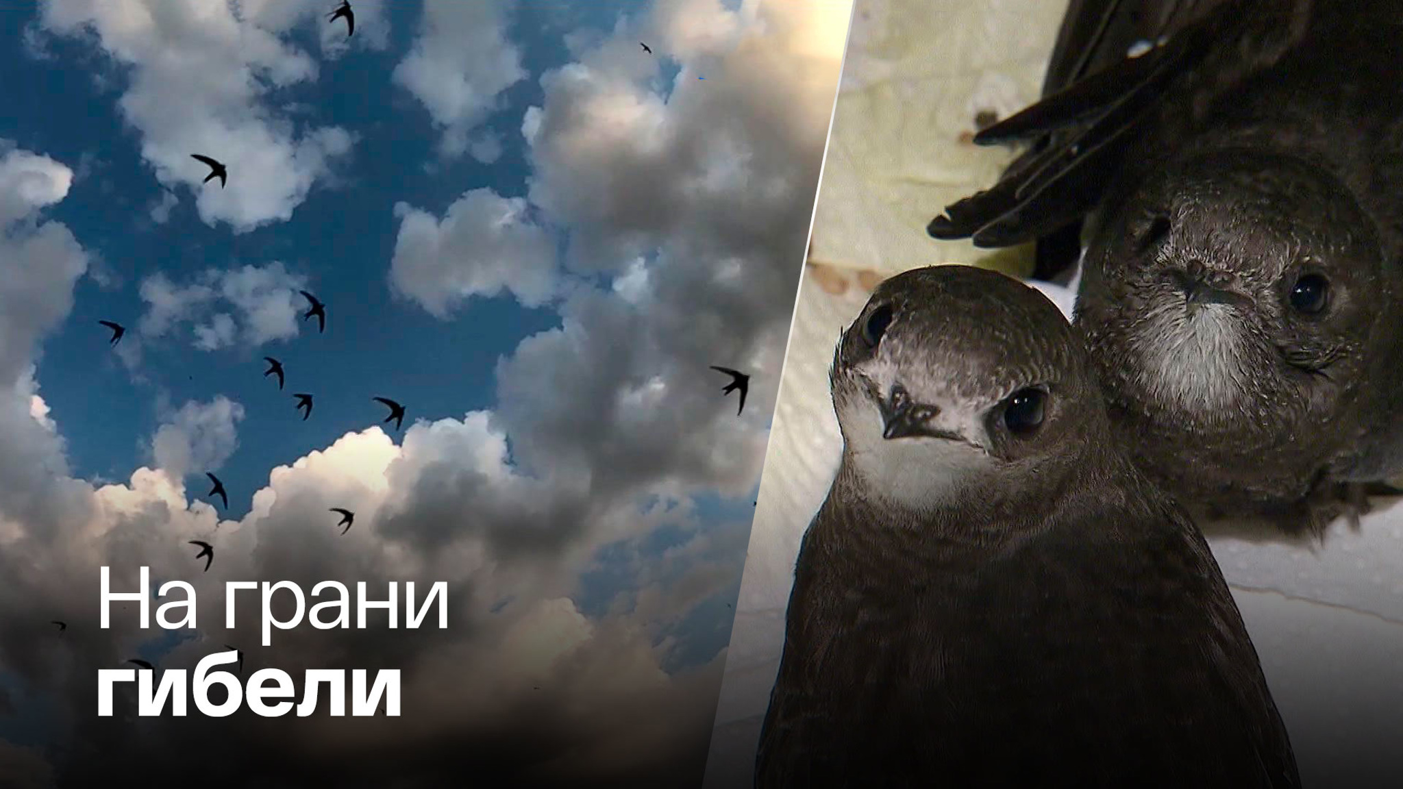 Гнездование стрижей совпало с массовым проведением капремонта