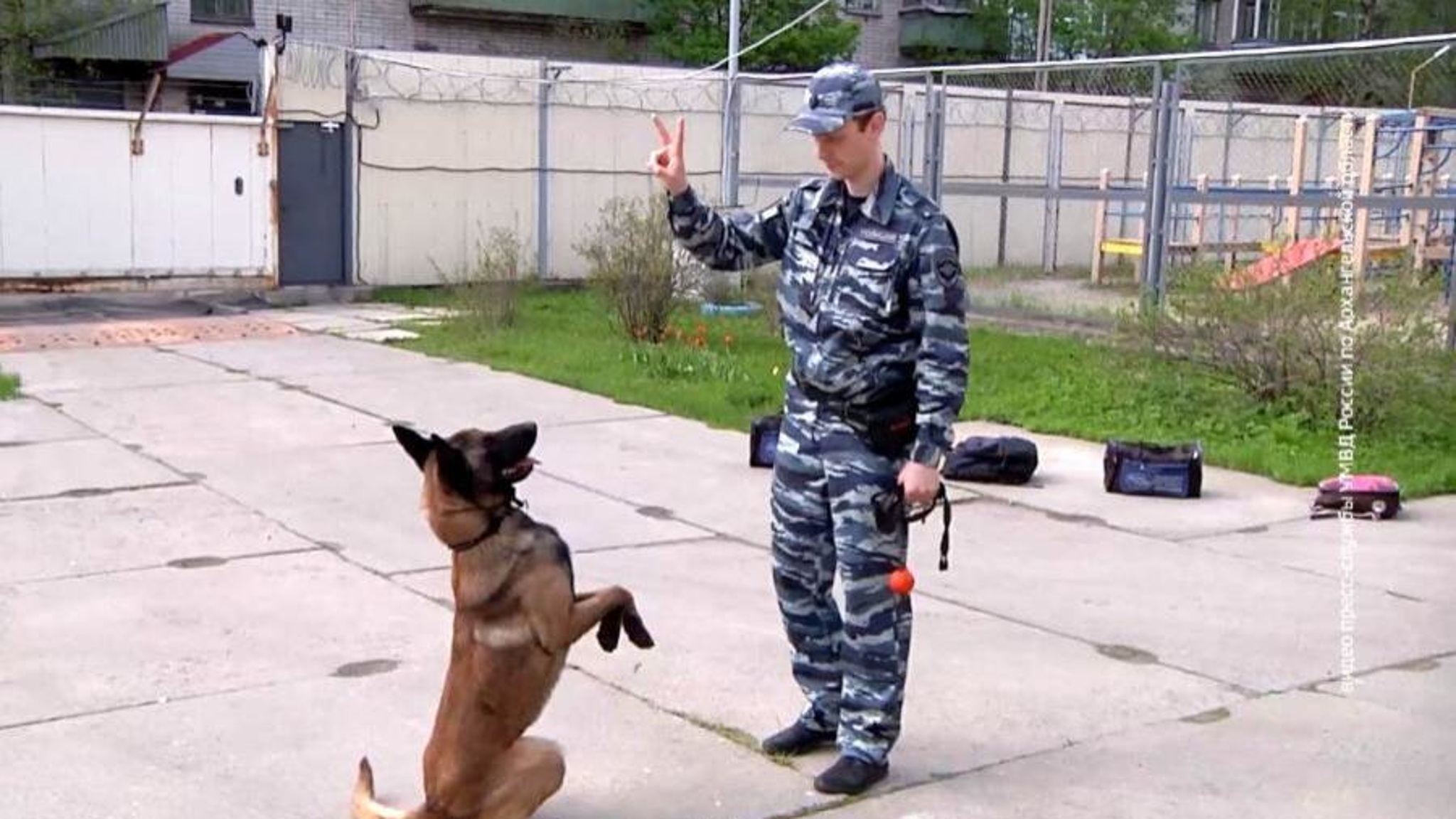 Архангельский кинолог занял призовое место на Всероссийских соревнованиях
