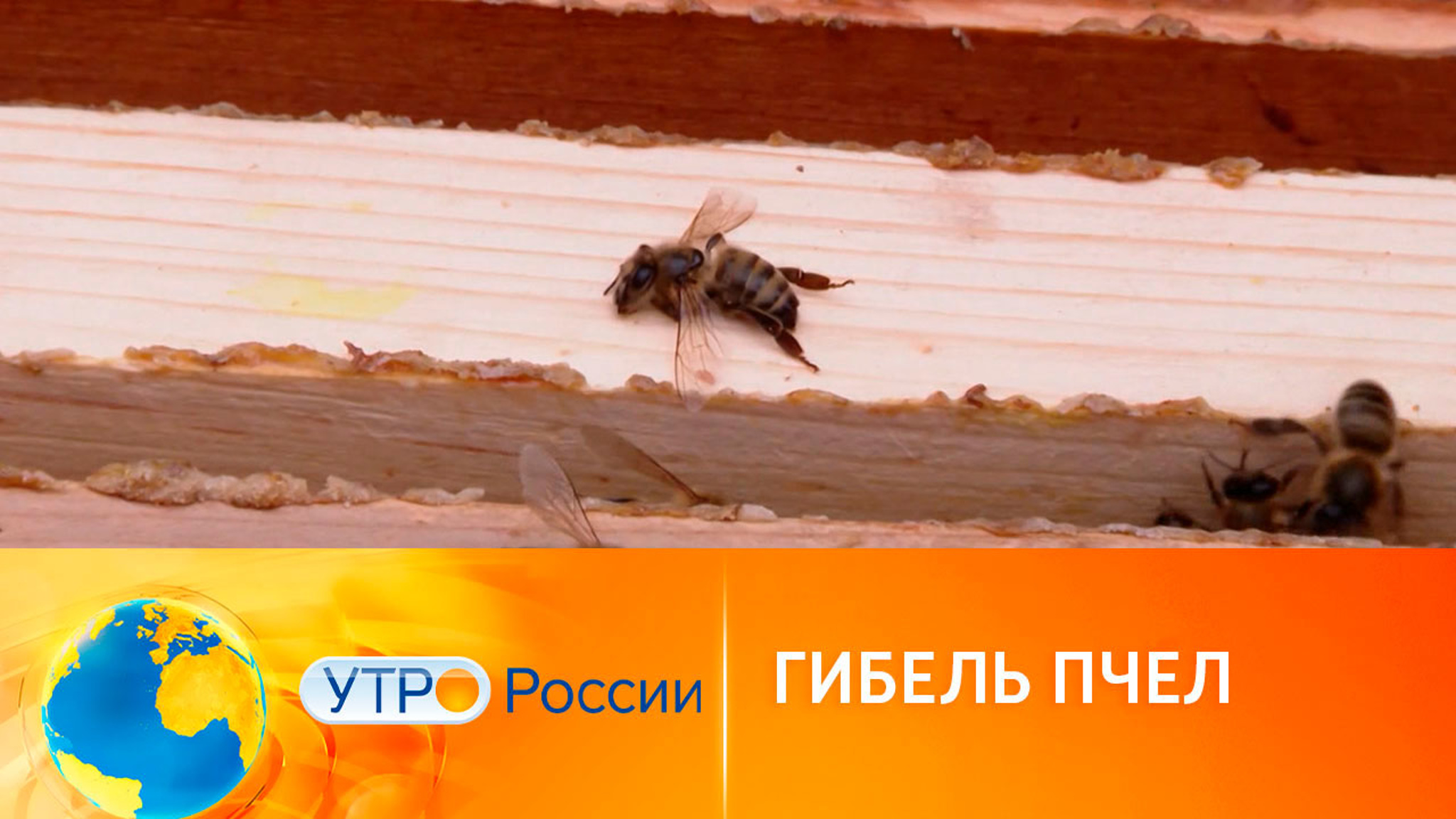 Показатель плохой экологии – массовая гибель пчел