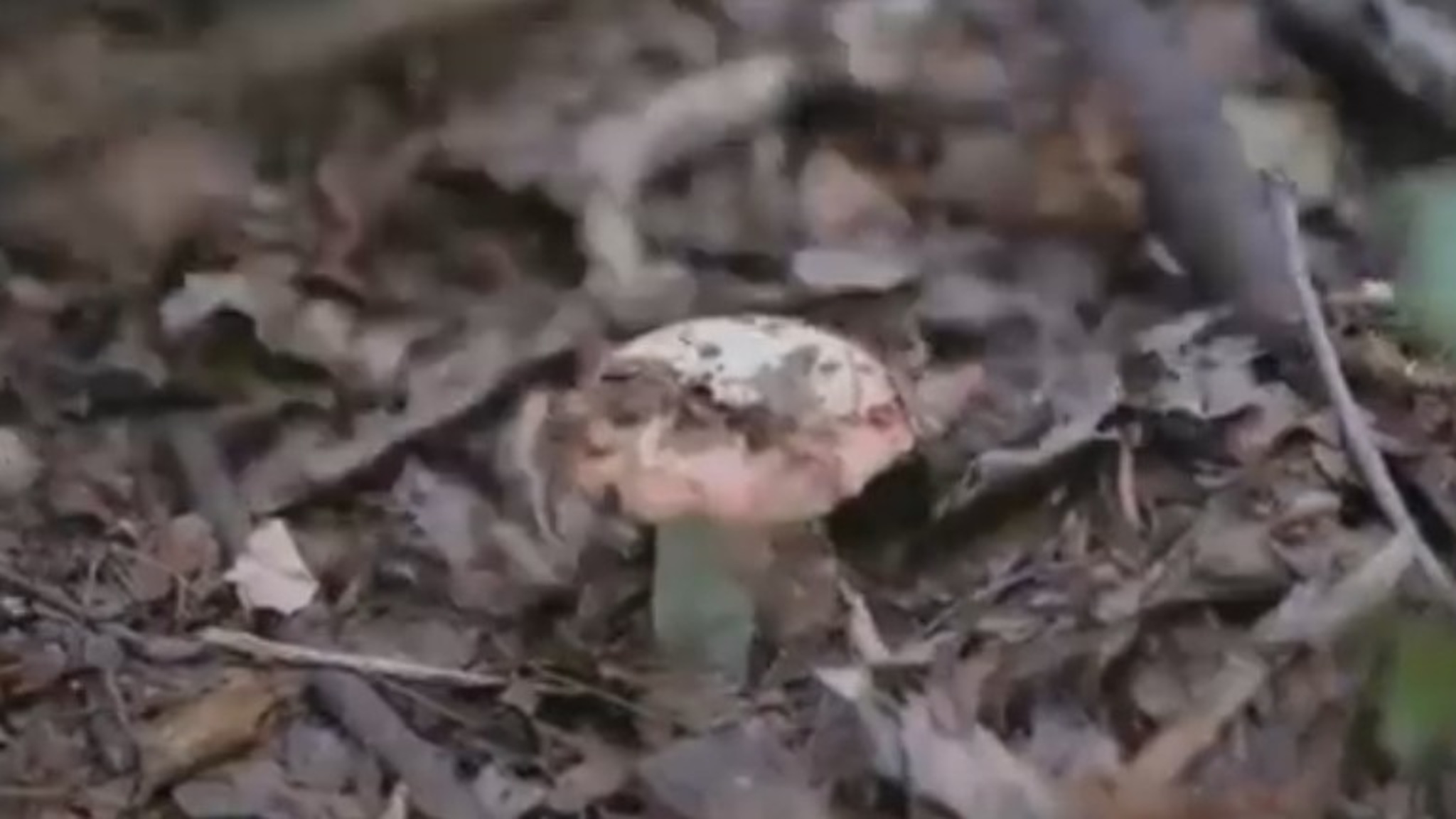 Как проходит сбор грибов в регионе?