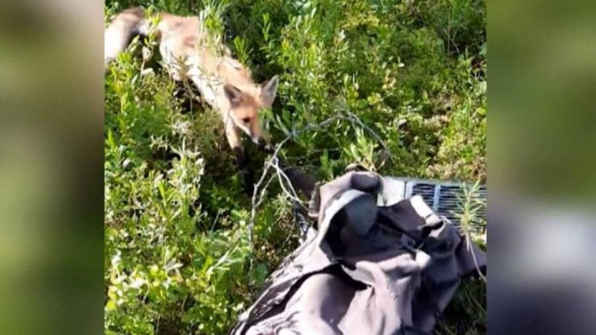 В Вельском районе лиса пыталась утащить сумку с припасами