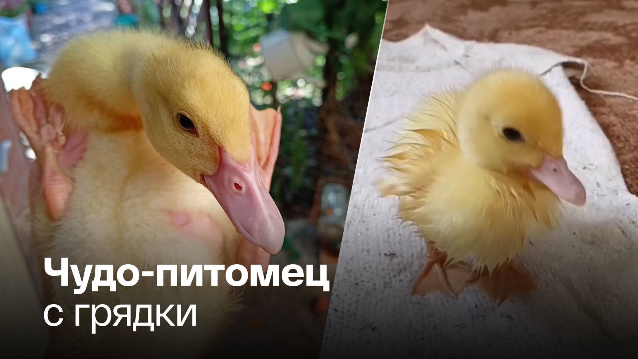 Жители Кубани нашли у себя в огороде милого утенка