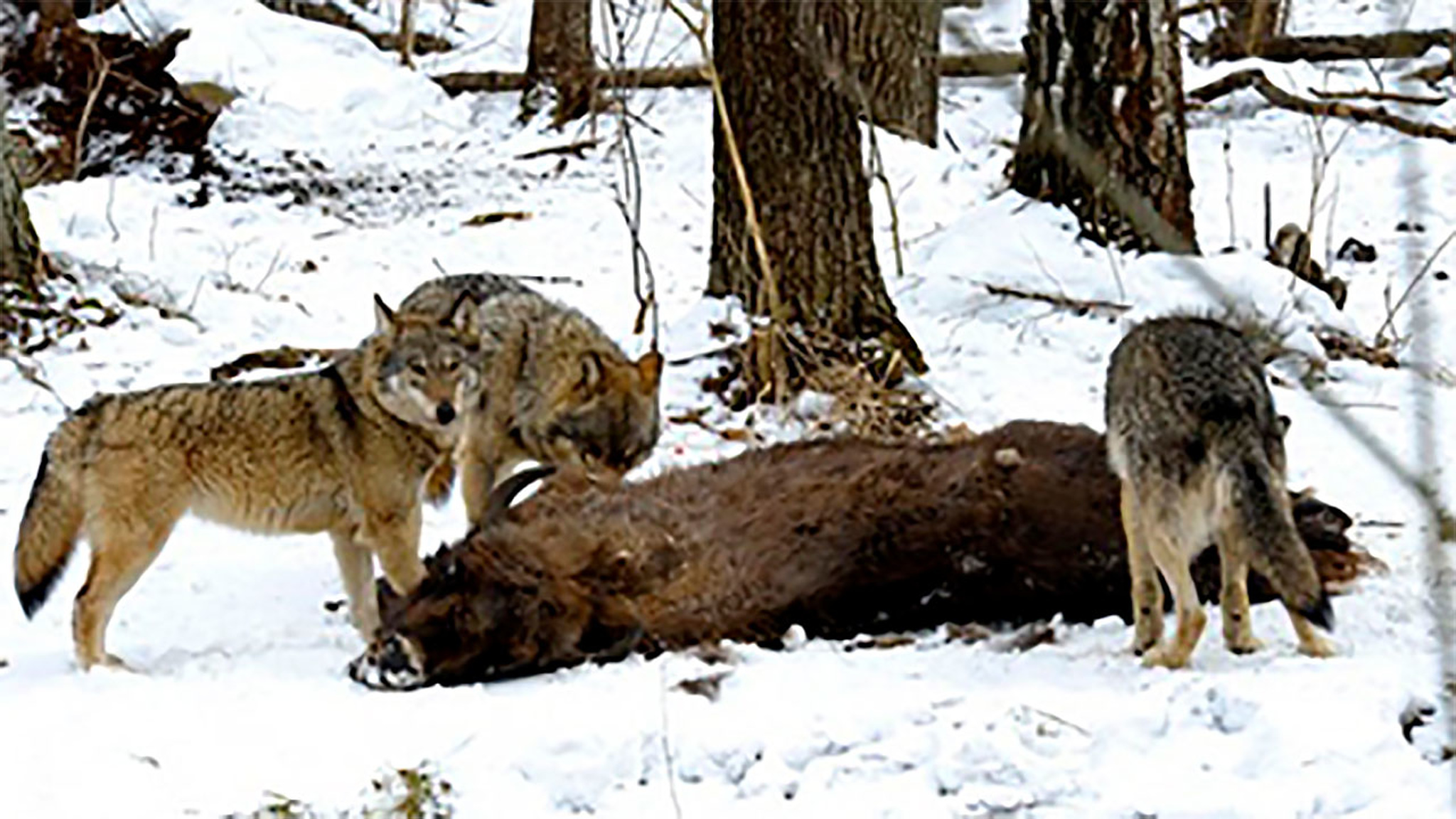 Основной элемент. Зверская зона Чернобыля