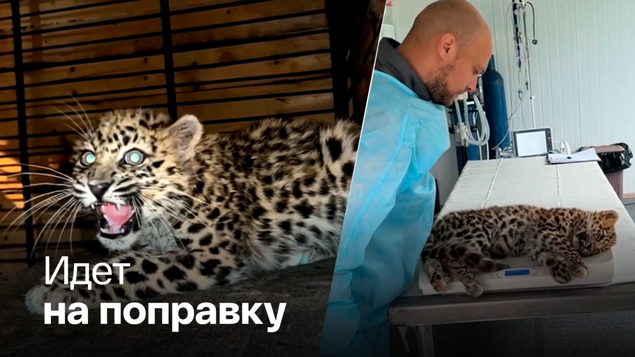 В Приморье спасли детеныша леопарда