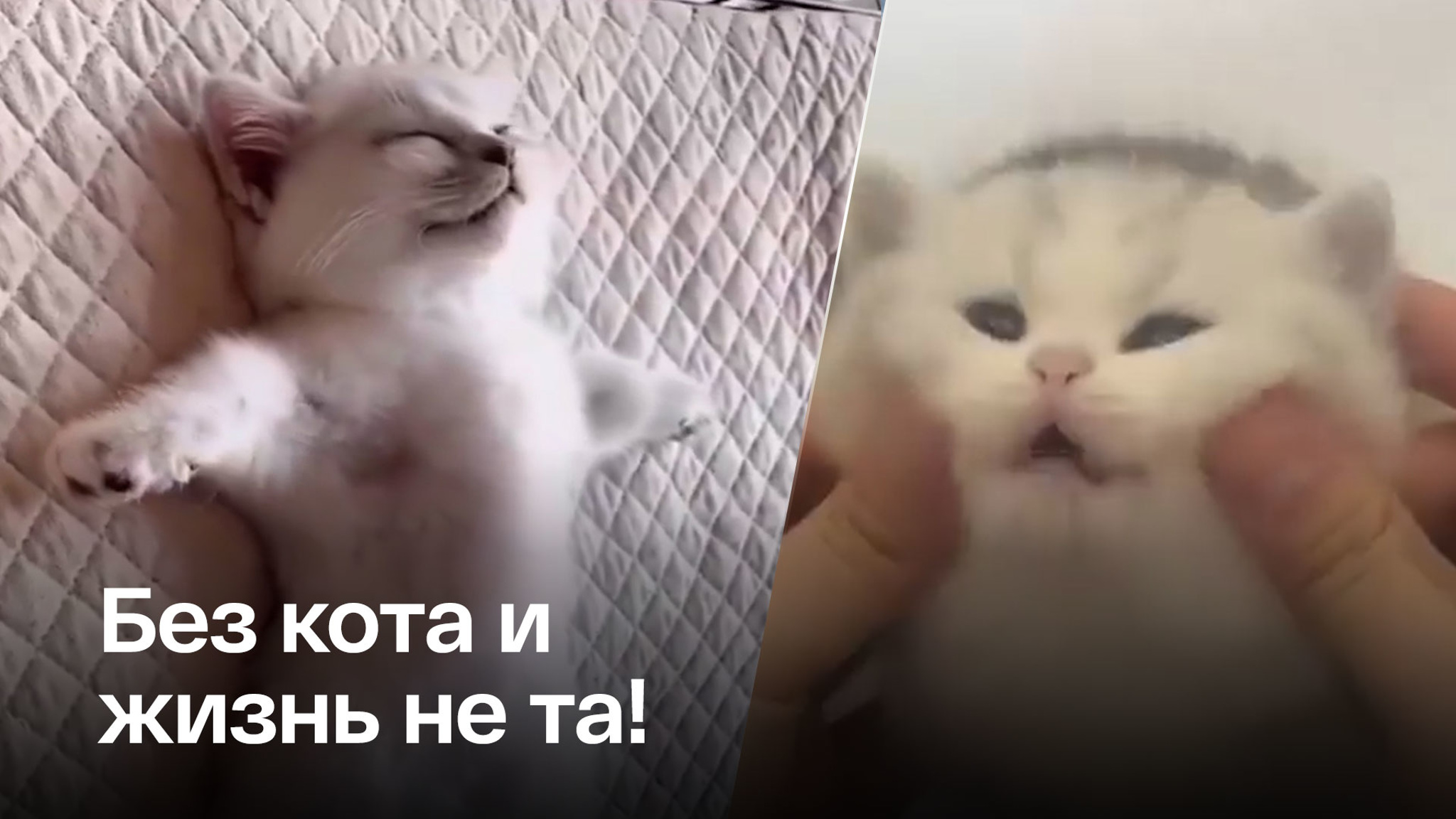 В мире отмечается День кошек