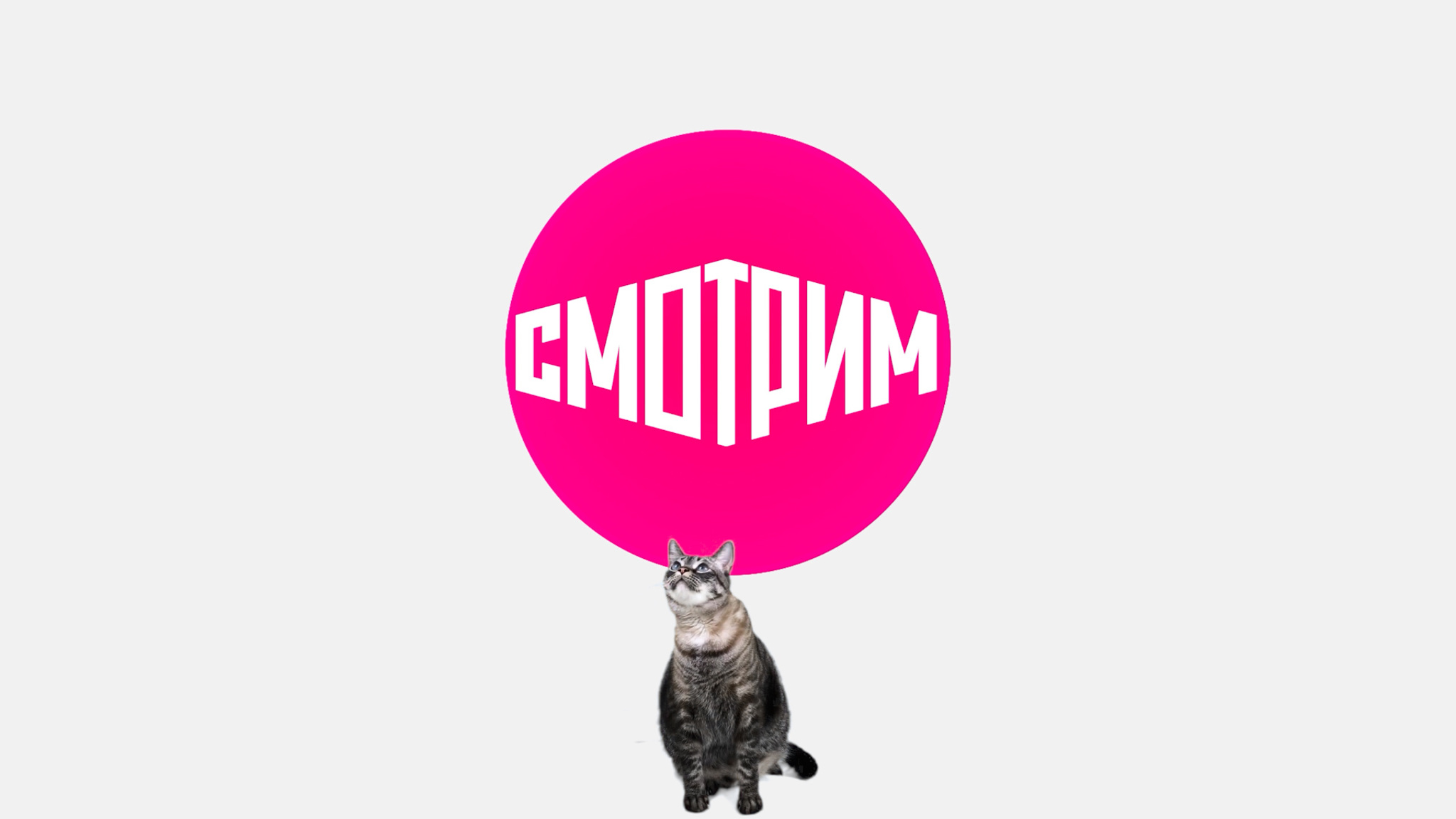 Самые известные котики в кино и мультфильмах