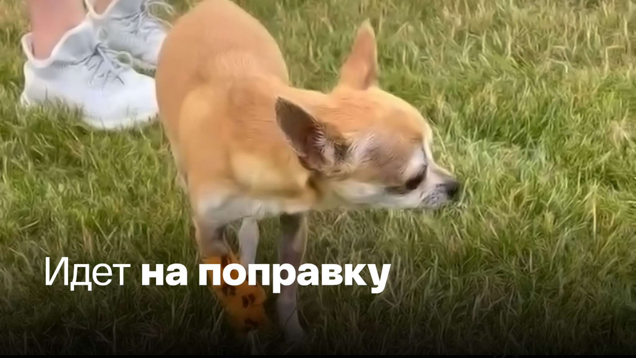 Избитая бутылкой коньяка чихуахуа выбирается на прогулки
