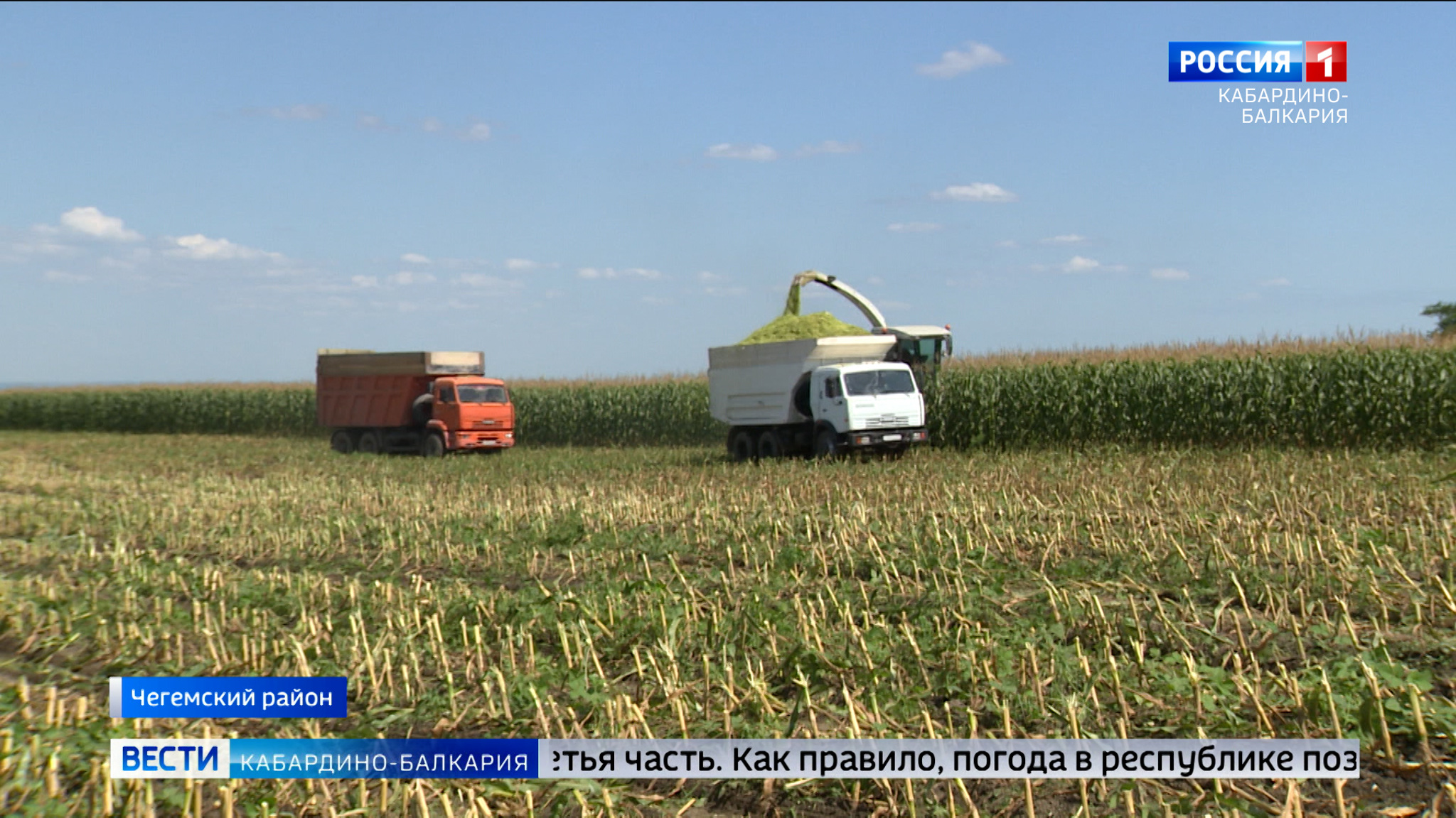 В районах КБР сейчас заготавливают корма для крупного рогатого скота на зиму