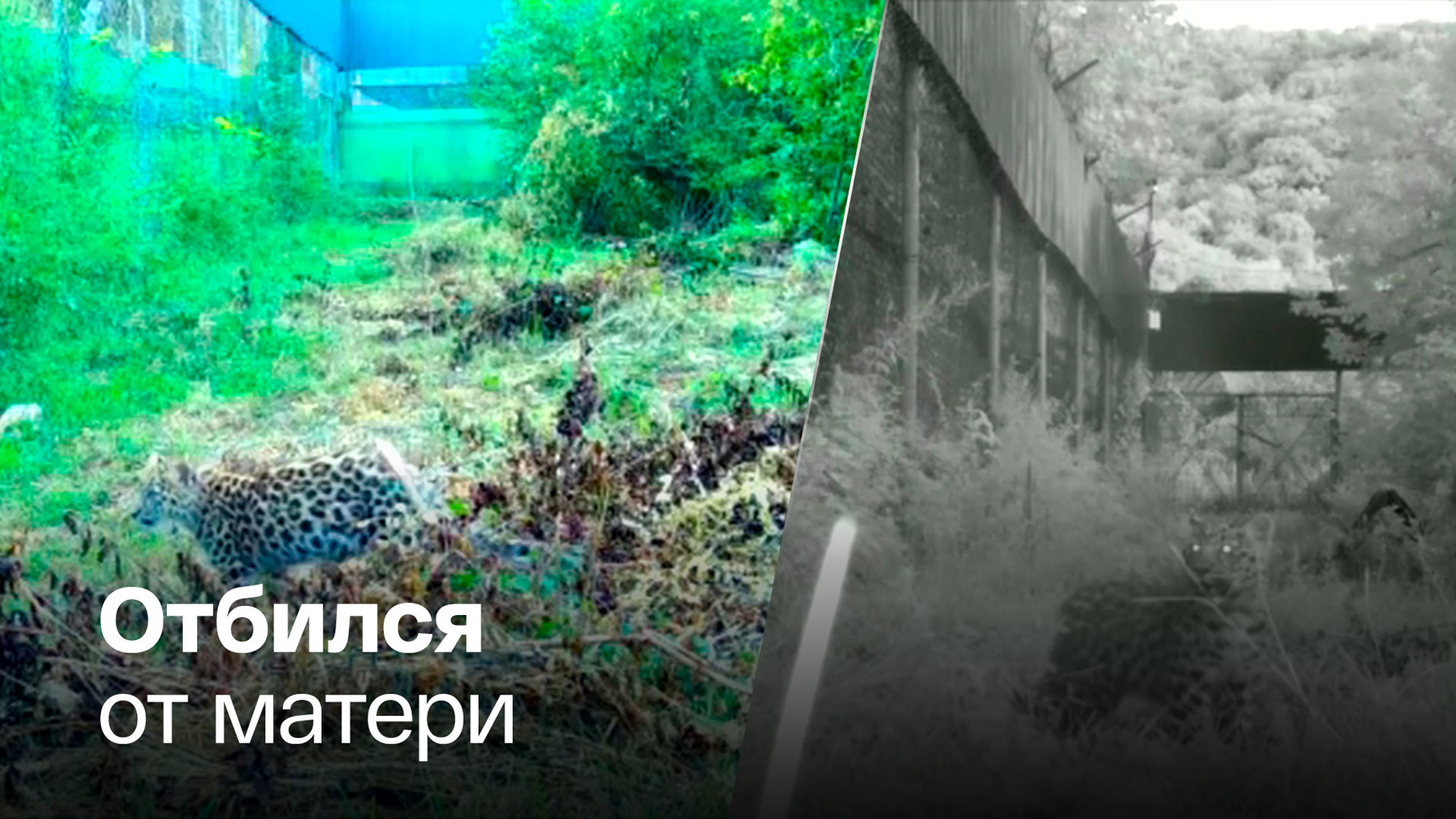 В национальном парке спасли раненого детеныша леопарда