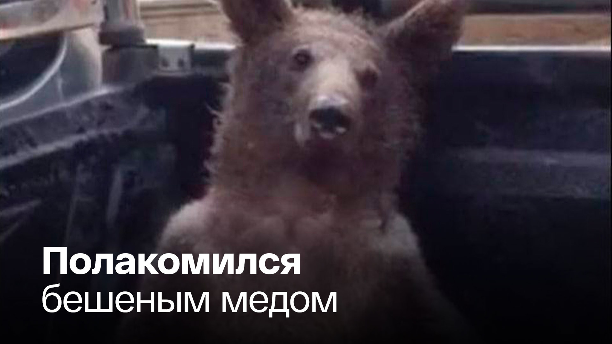 Ветеринары откачали пьяного медведя
