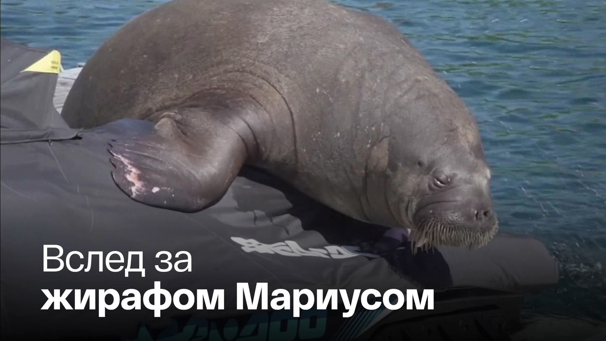 Слишком популярную моржиху решили усыпить