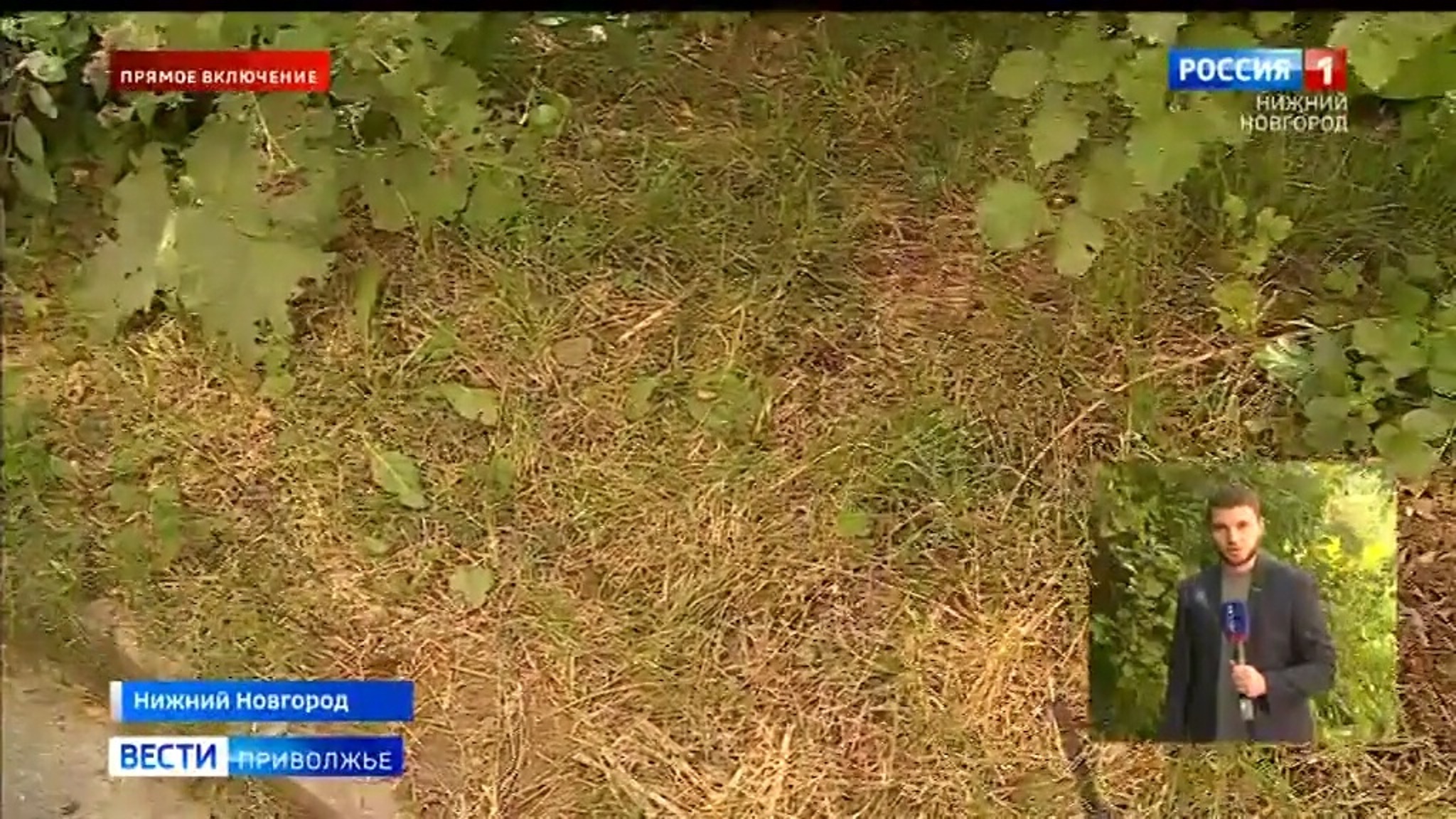Новорожденного ребенка нашли в кустах в Нижнем Новгороде: Подробности с места ЧП