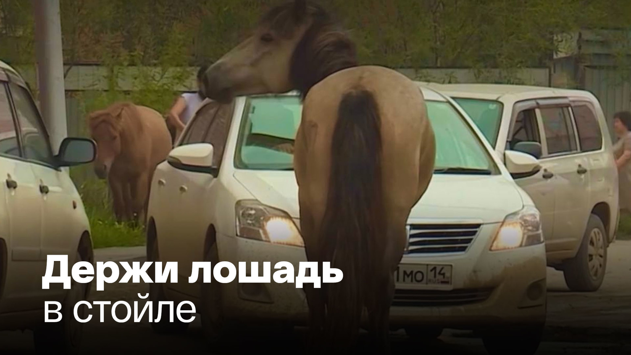 В Якутске гулящих кобылиц загоняют на штрафстоянки