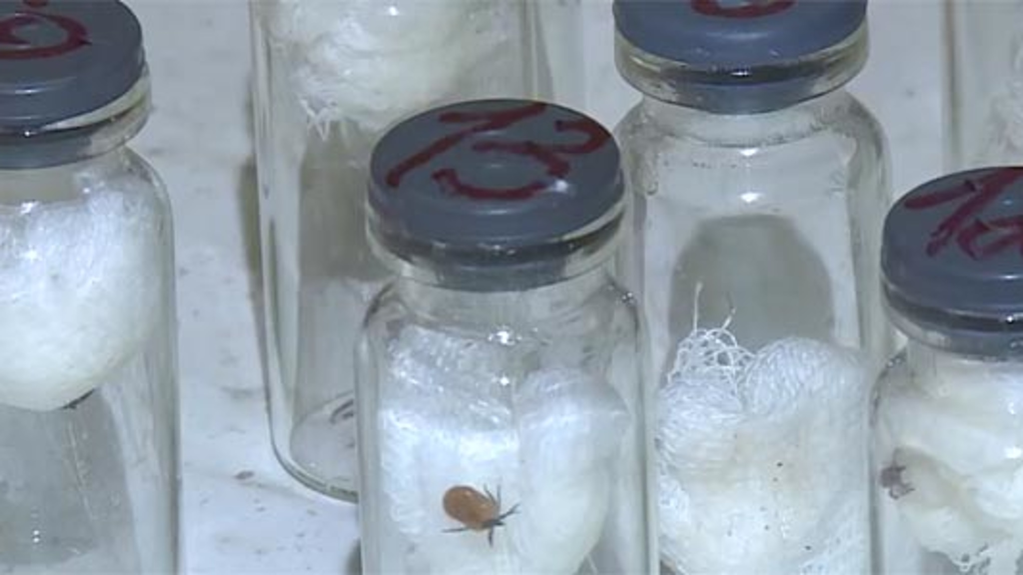 От клещей в Пензенской области пострадали свыше 1 тысячи человек
