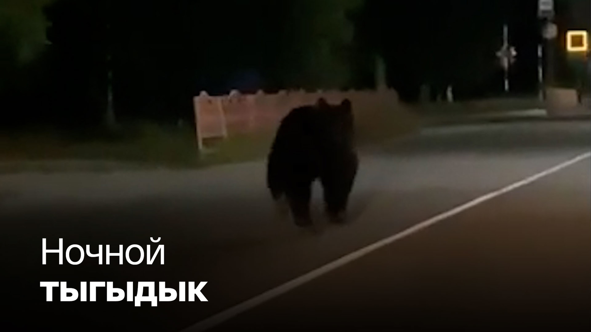 Хищник вышел на пробежку в Томской области