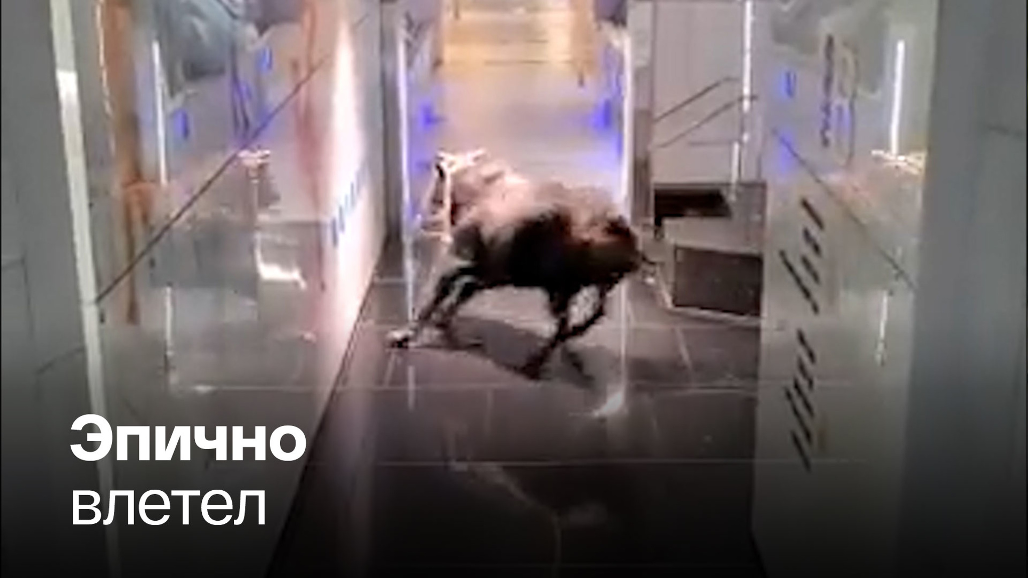 В отделение израильского банка ворвался бык