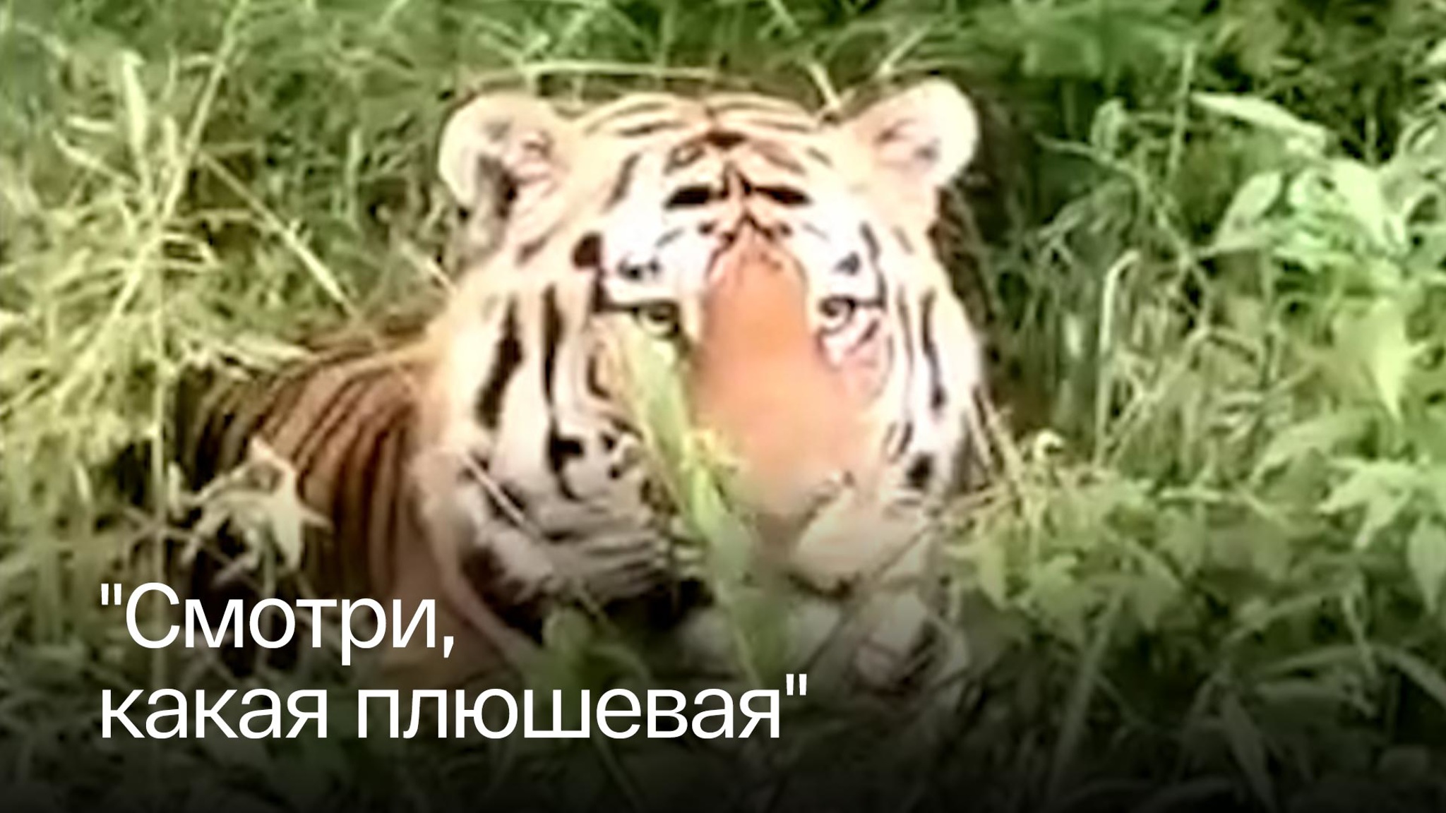 В Приморье вальяжный тигр покорил автомобилистов