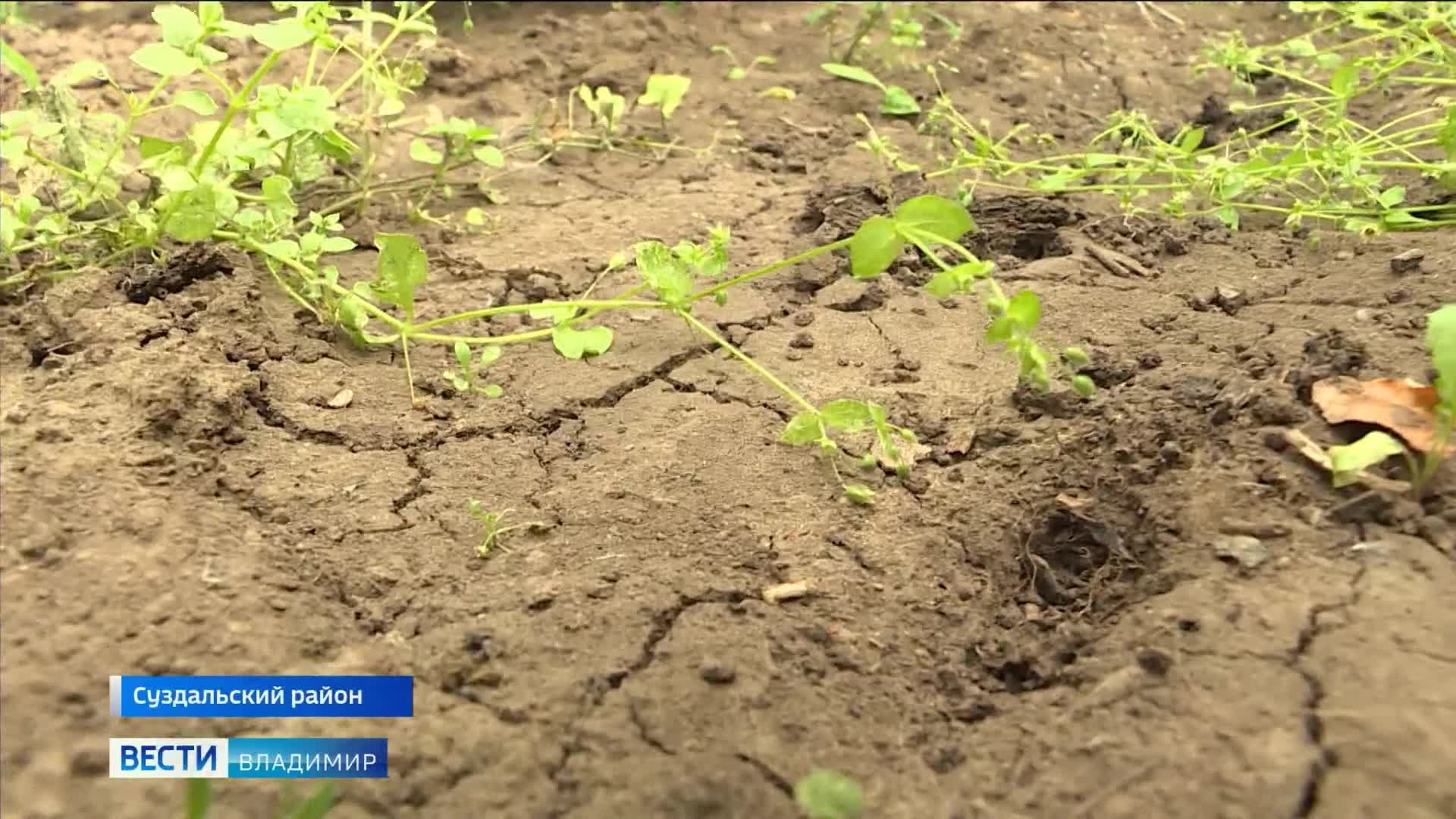 В жаркий период жители села Кутуково Суздальского района остались без воды