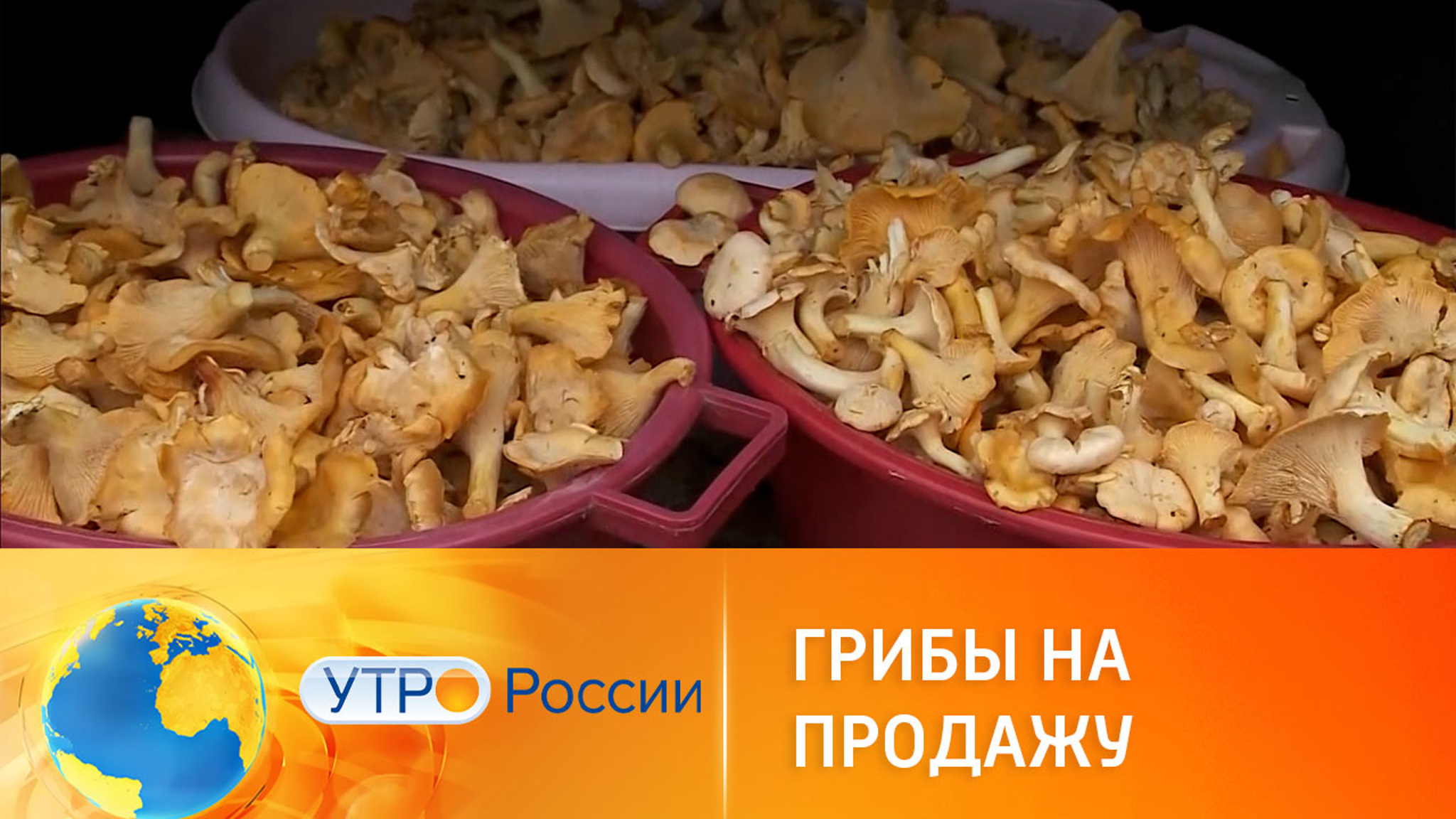 Как заработать на сборе грибов